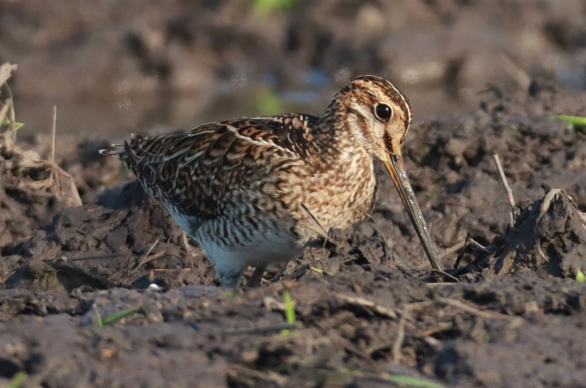 SNIPE - PINTAIL SNIPE - Gallinago stenura - PATHUM THANI RICE RESEARCH CENTER AUGUST 24 2021 (64).jpg
