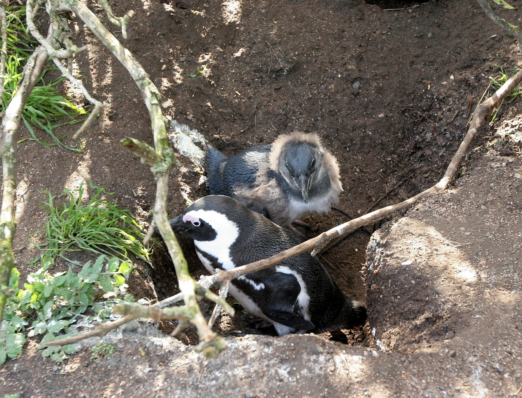Jackass or African Penguin (Spheniscus demersus) Simon's Town Rookery, Table Mountain NP South Africa (62).JPG