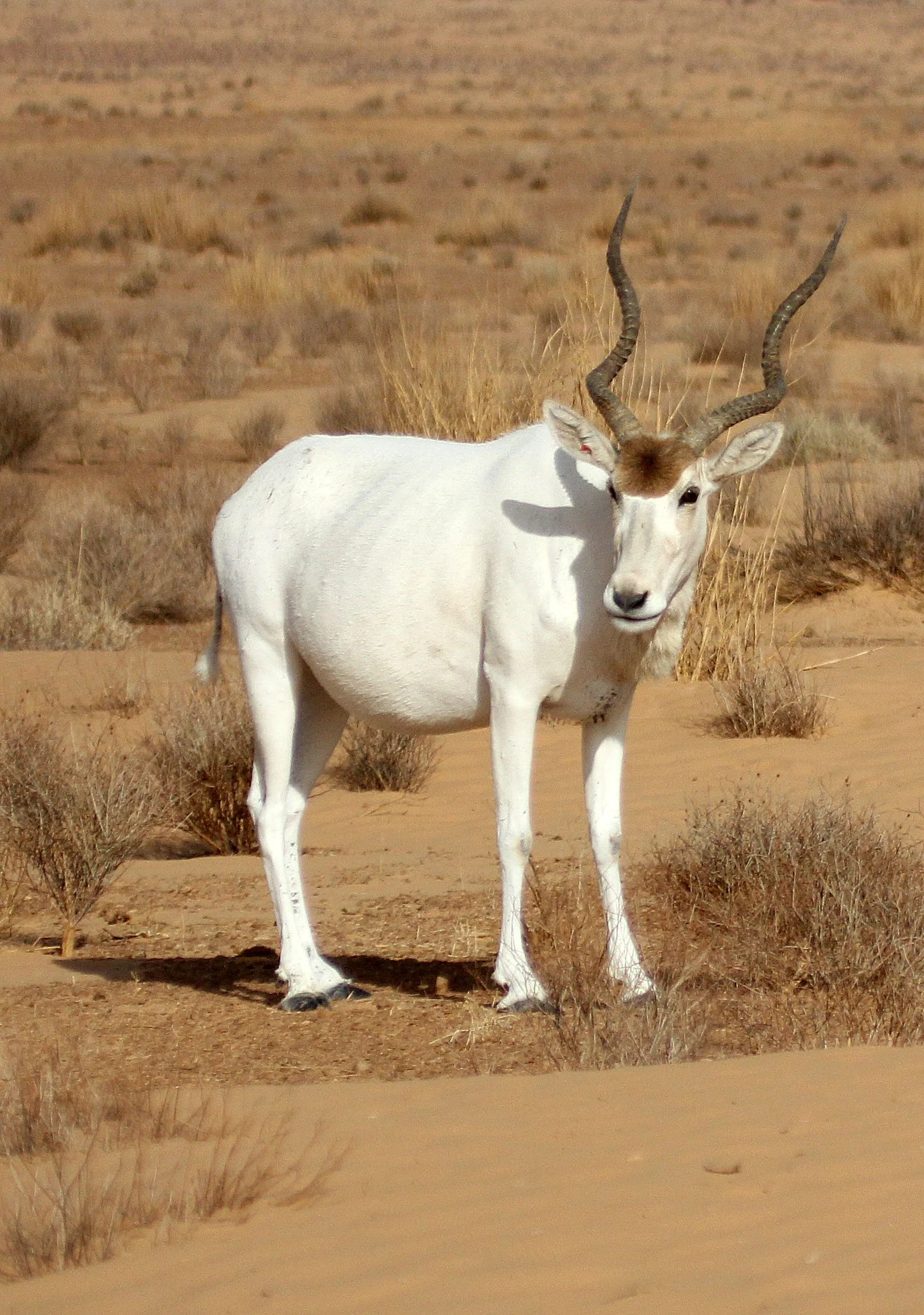 ADDAX - Addax nasomaculatus - JEBIL NATIONAL PARK TUNISIA (168).JPG