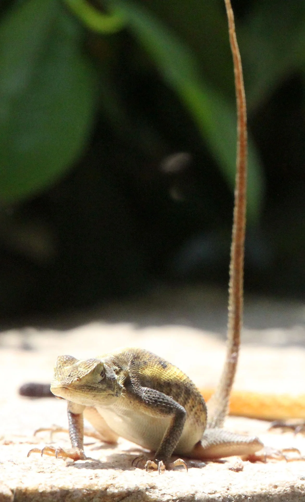 Agama agama - RED-HEADED AGAMA LIZARD - AGAMA AGAMA - MURCHISON FALLS NATIONAL PARK UGANDA (21).JPG