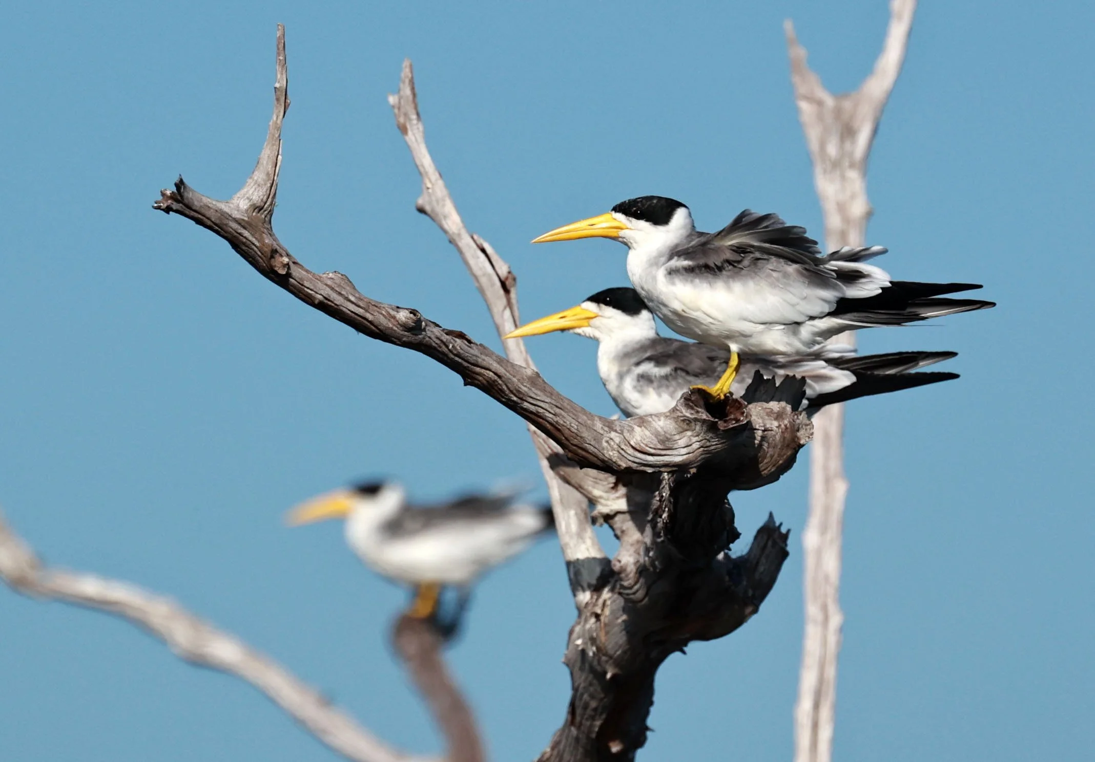 Tern - Large-billed Tern - Phaetusa simplex - Ariau River & Rio Negro Region Southwest of Manaus (9).jpg
