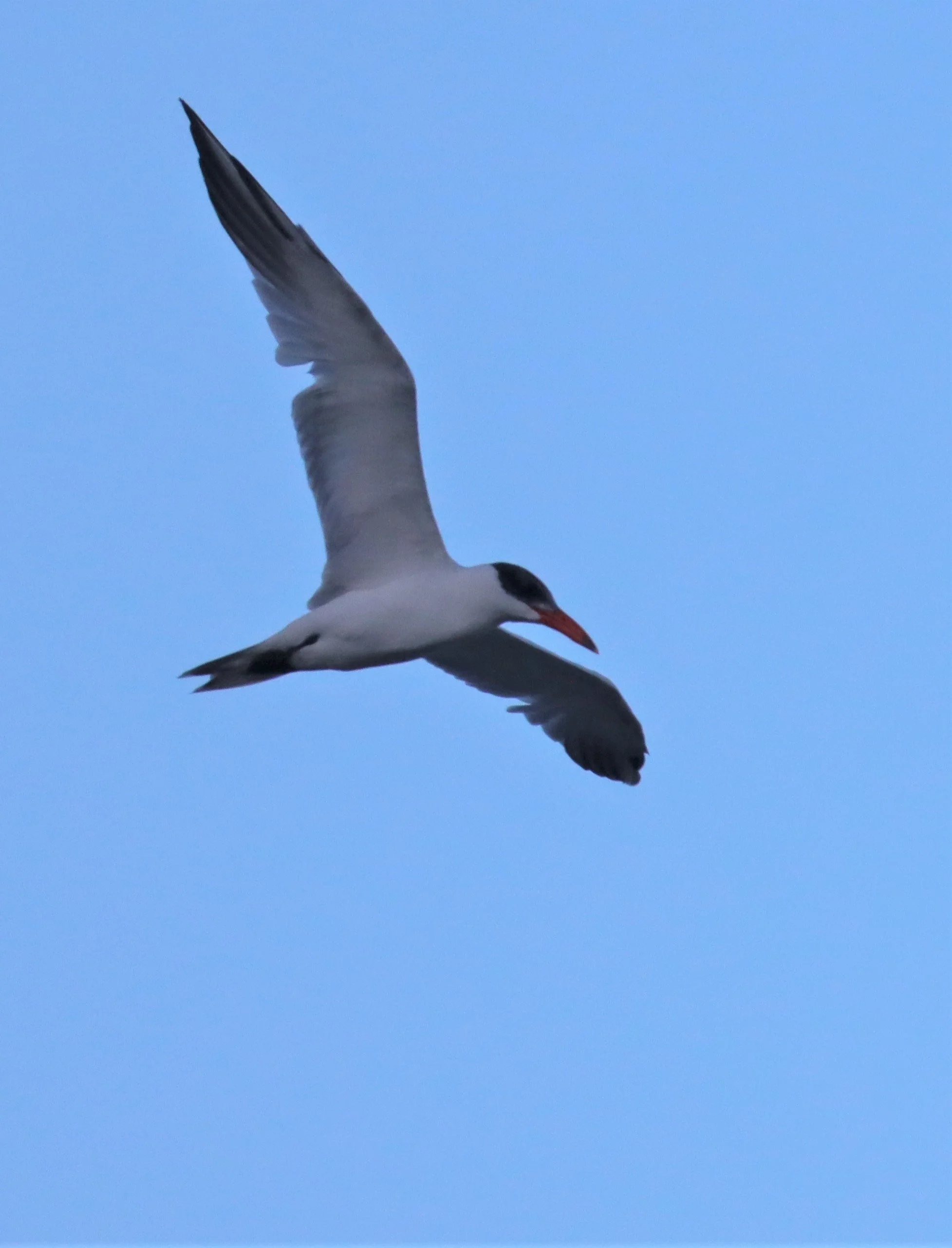 TERN - COMMON TERN - Sterna hirundo - PAK THALE PETBURI 600MM.jpg
