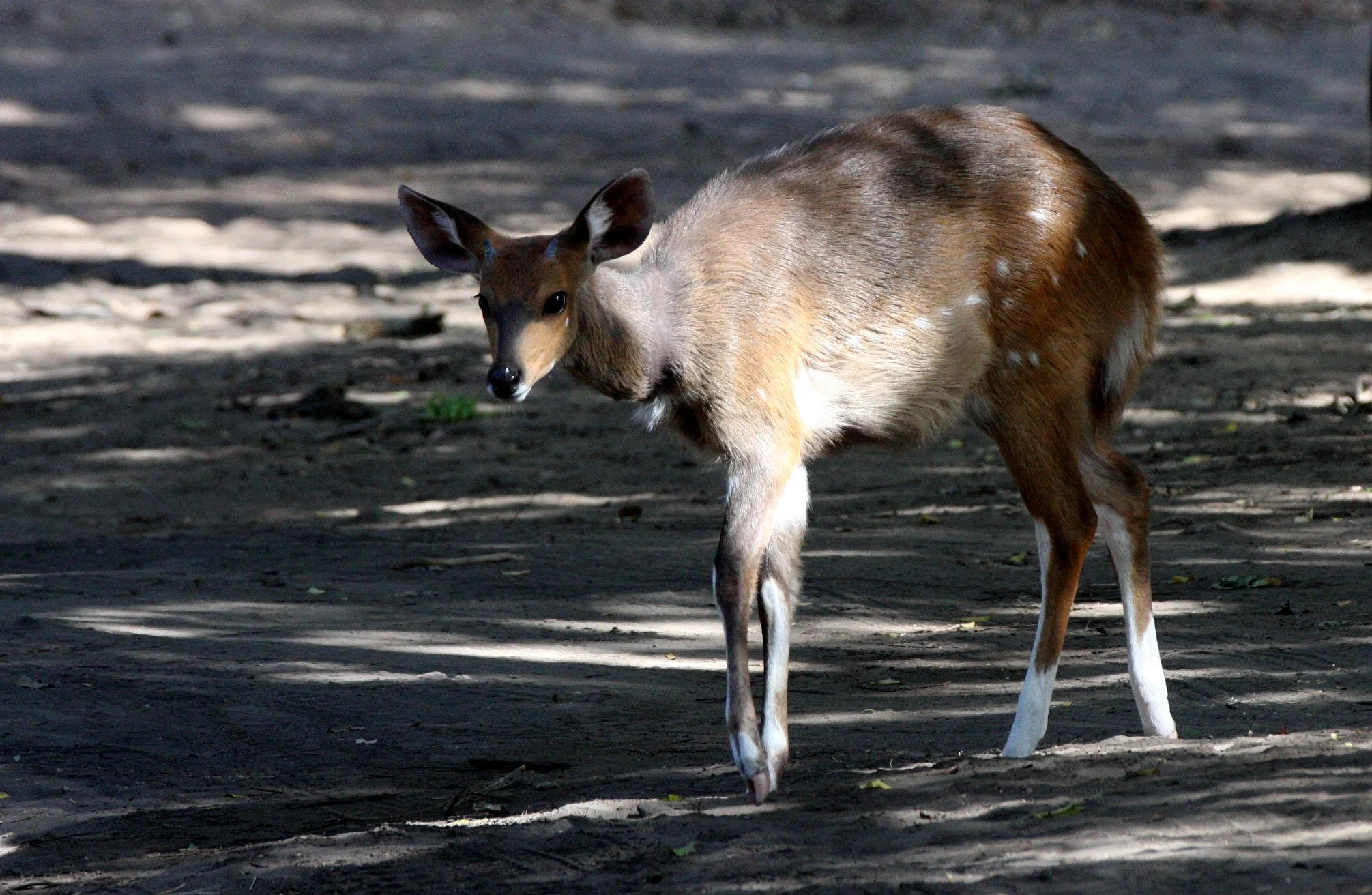 BUSHBUCK - CAPE BUSHBUCK - Tragelaphus sylvaticus - SAINT LUCIA WETLANDS RESERVE - SOUTH AFRICA (10).JPG