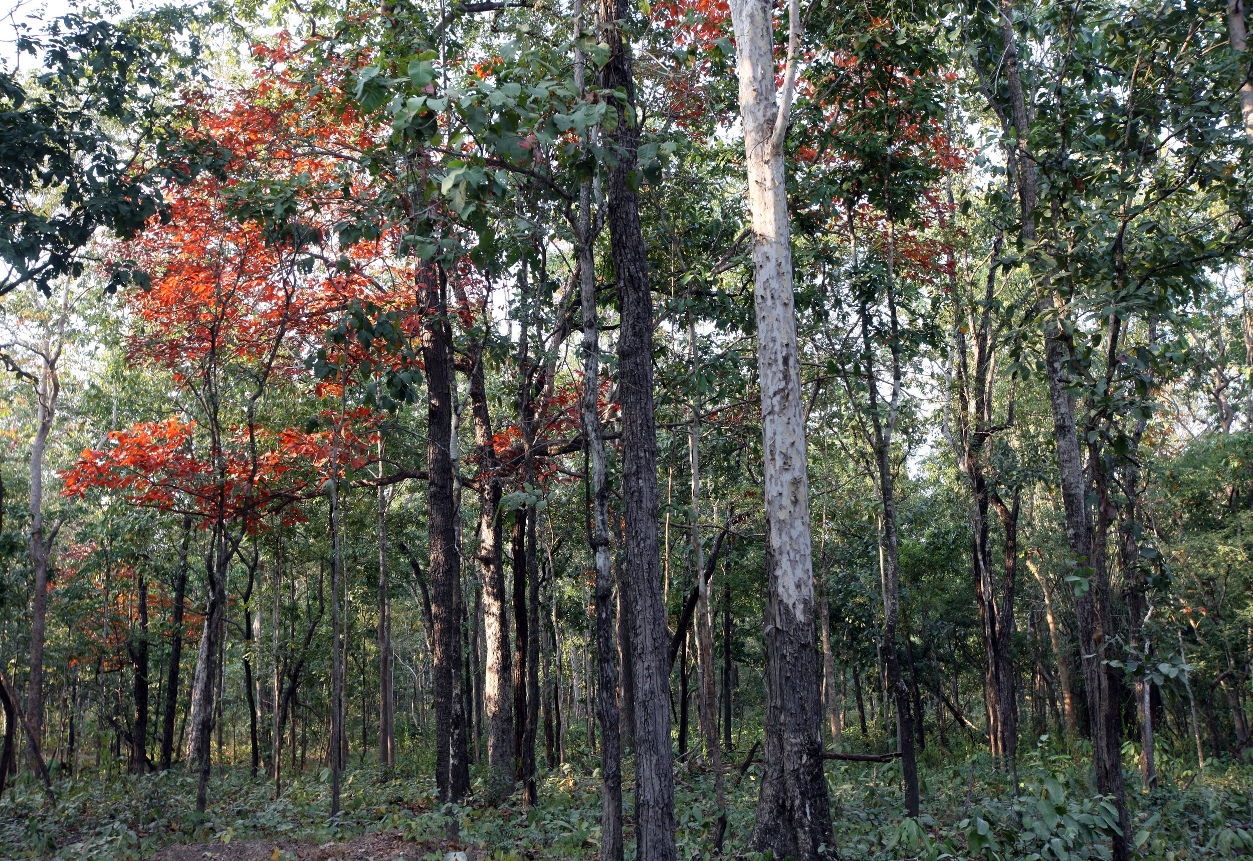2014 Huai Kha Khaeng Bruce Kekule Trip (148).JPG