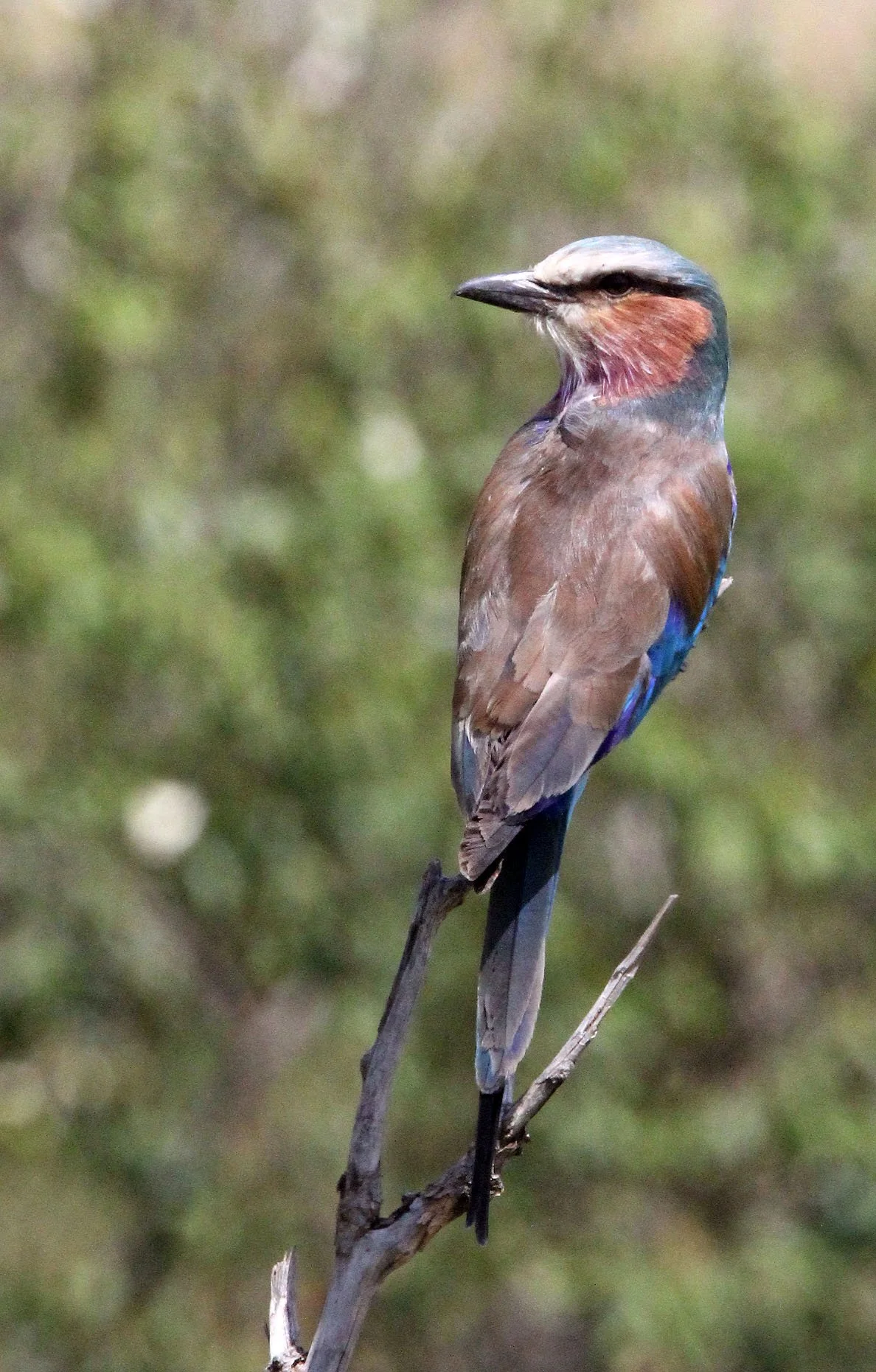 Lilac-breasted Roller (Coracias caudatus) Masai Mara NP Kenya (9).JPG
