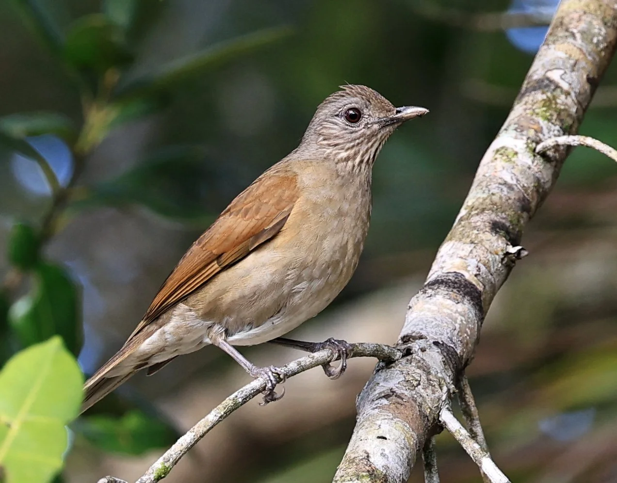 Pale-breasted Thrush (Turdus leucomelas) Superagui National Park, Brazil (1).jpg