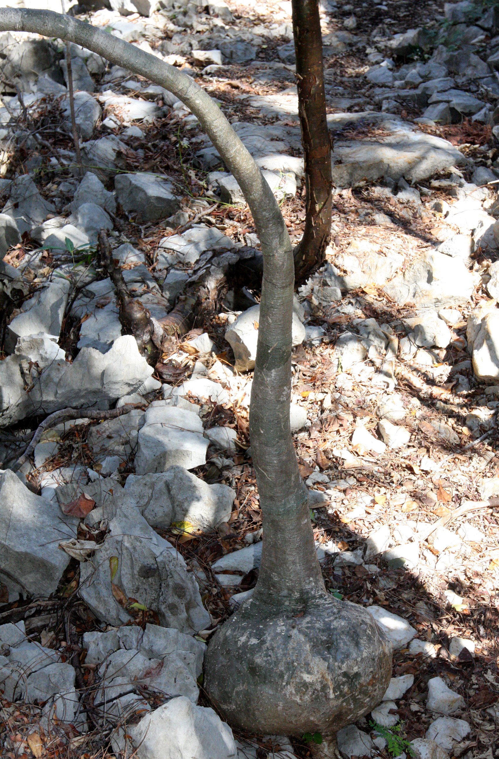 PLANT - ADENIA EPIGEA - ANKARANA NATIONAL PARK MADAGASCAR (2).JPG