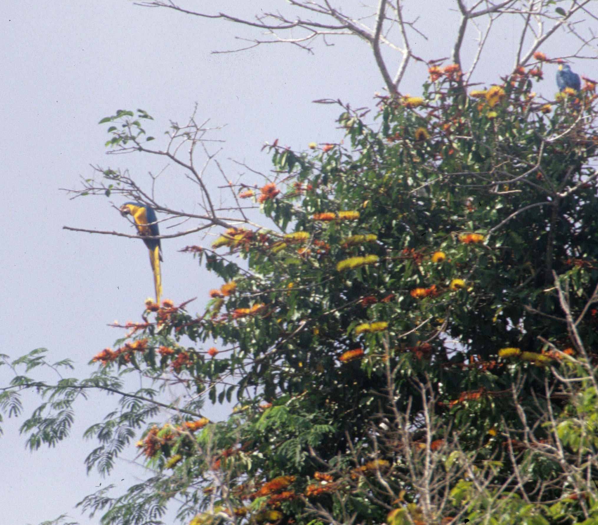 BIRD - MACAW - BLUE AND YELLOW - MANU A.jpg