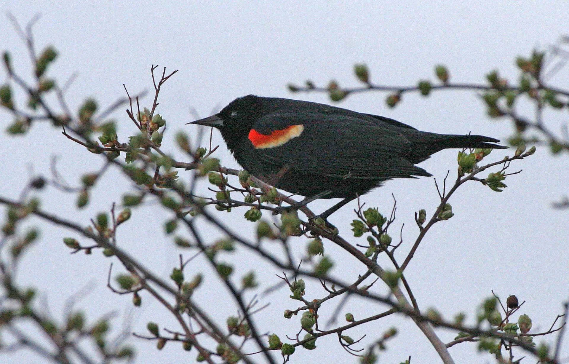 Red-winged Blackbird (Agelaius phoeniceus) Jamestown Olympic Peninsula Washington (15).JPG