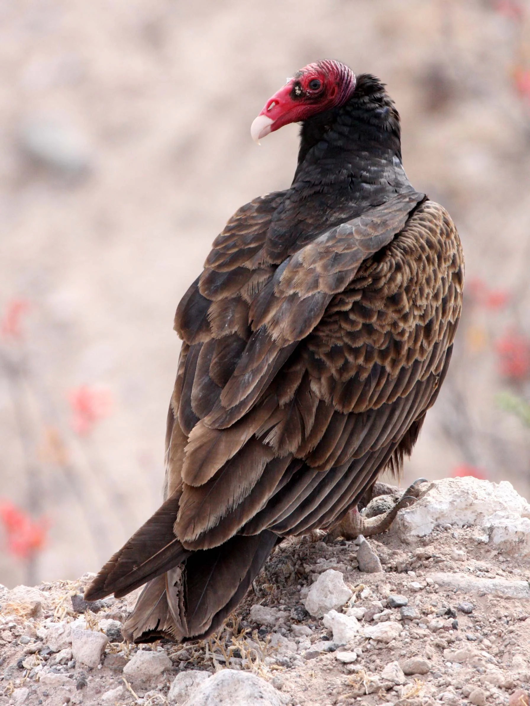 Cathartes aura aura - TURKEY VULTURE - SAN IGNACIO DESERT - BAJA MEXICO (1).JPG
