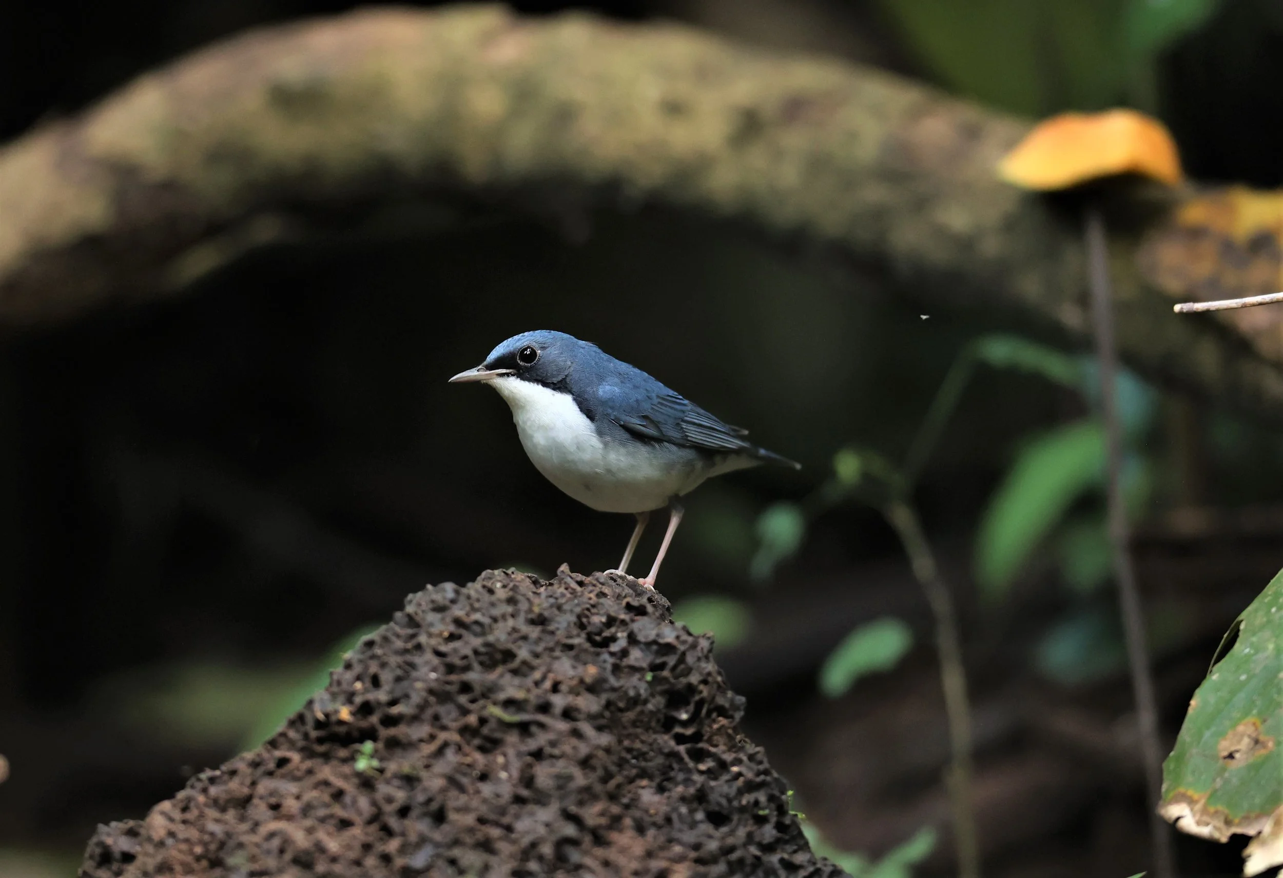 ROBIN - SIBERIAN BLUE ROBIN - Luscinia cyane - DOI INTHANON NP CHIANG MAI, DEC 2021 (15).JPG