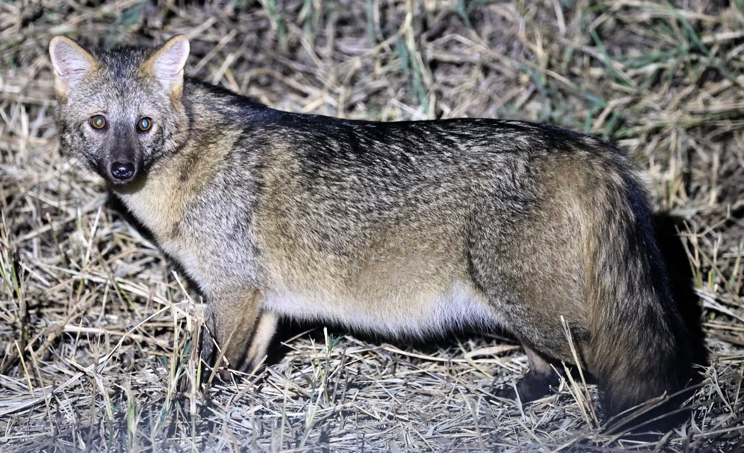Crab-eating Fox (Cerdocyon thous) Estancia Campo'í Paraguay  (13).jpg