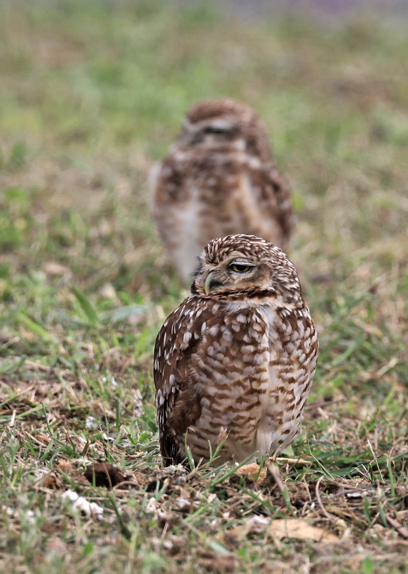 Burrowing Owl (Athene cunicularia) Aurora Chaquena near Neuland Mennonite Colony Paraguay (21).jpg