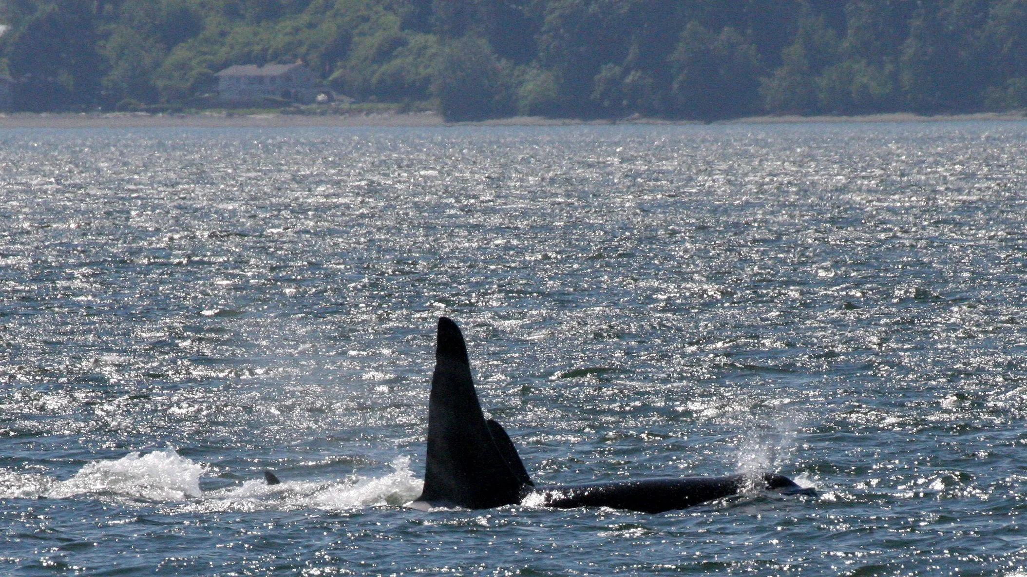 Orcinus orca - SOUTHERN RESIDENT KILLER WHALES (ORCA) - J POD IN ROSARIO STRAIT SAN JUAN ISLANDS WA (11).JPG