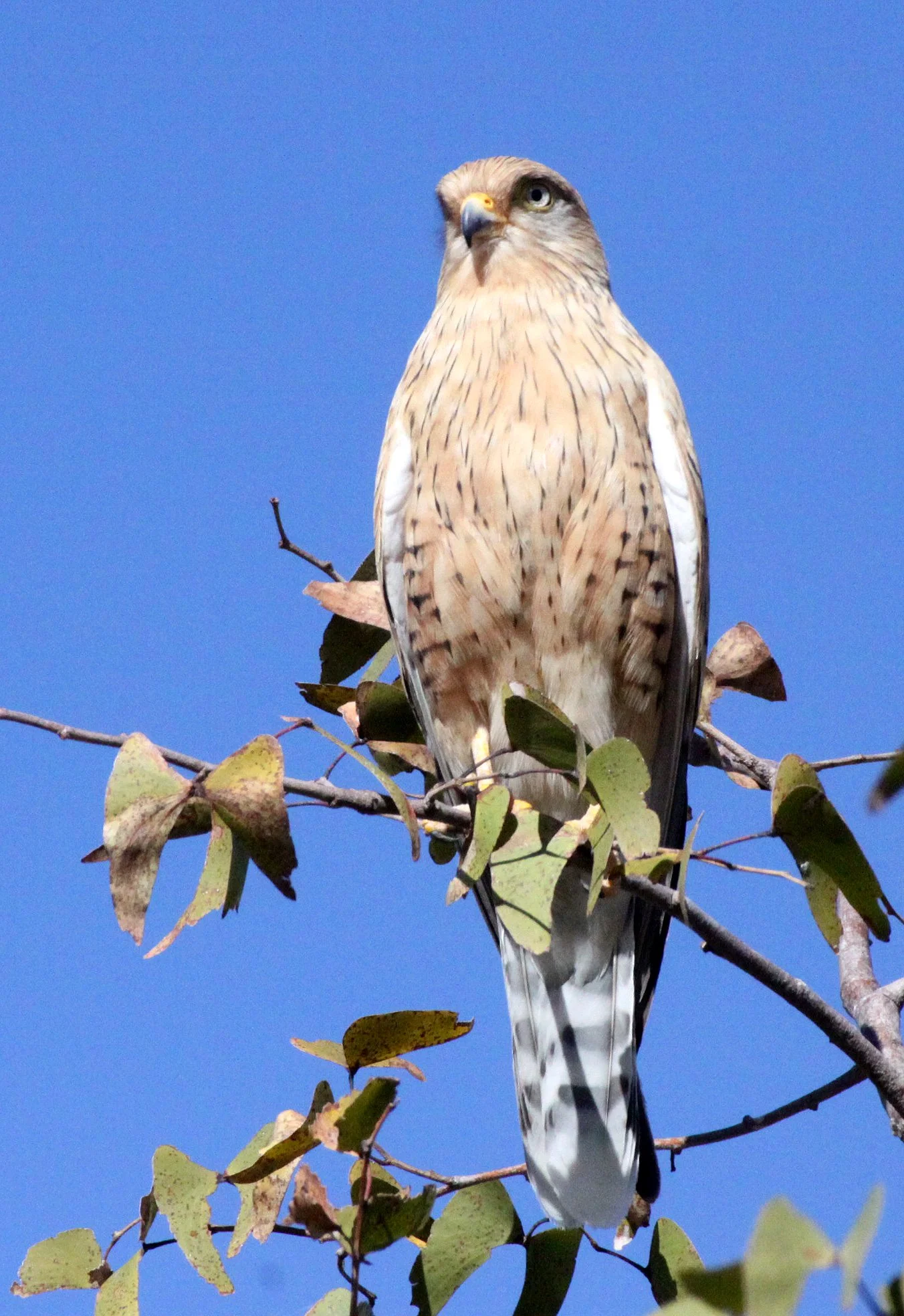 BIRD - KESTREL - GREATER KESTREL - ETOSHA NATIONAL PARK NAMIBIA (8).JPG