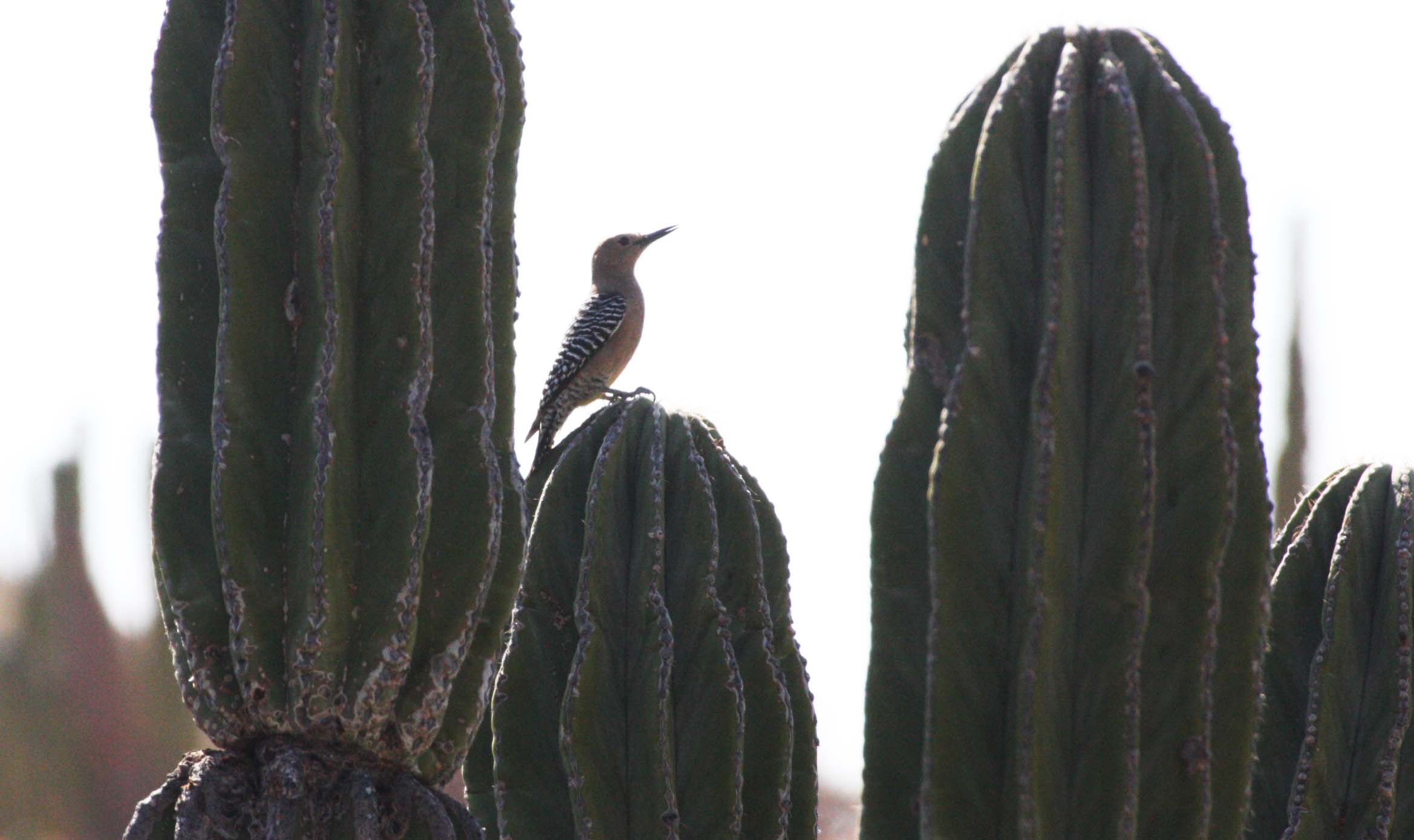 BIRD - WOODPECKER - GILA WOODPECKER - ISLA SANTA CATALINA BAJA MEXIO (2).JPG