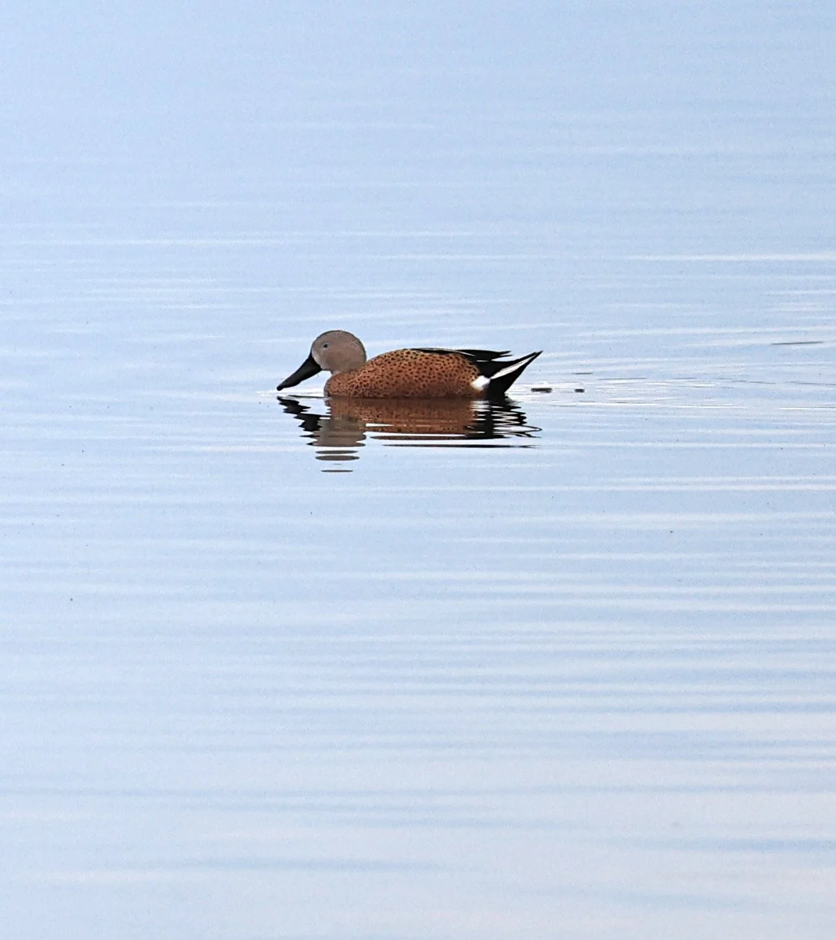 Red Shoveler (Spatula platalea) Lagunas del Ornitólogo, Trelew Argentina (8).jpg