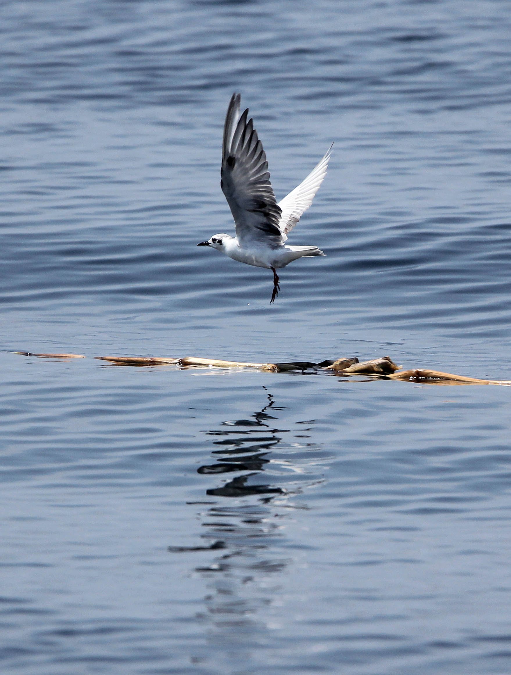 TERN - LITTLE TERN - Sterna albifrons - BAN TABOON HARBOR PETCHABURI (35).JPG