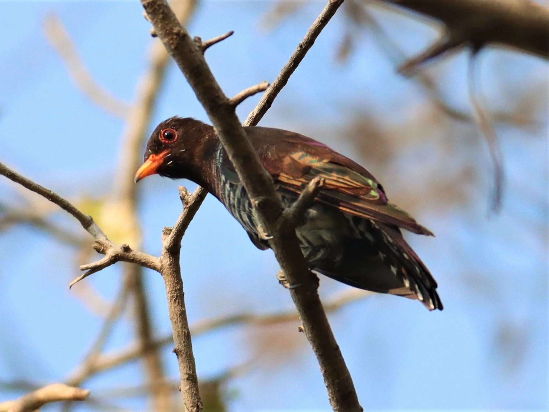 Violet Cuckoo (Chrysococcyx xanthorhynchus) Rama IX Park Bangkok (10).jpg