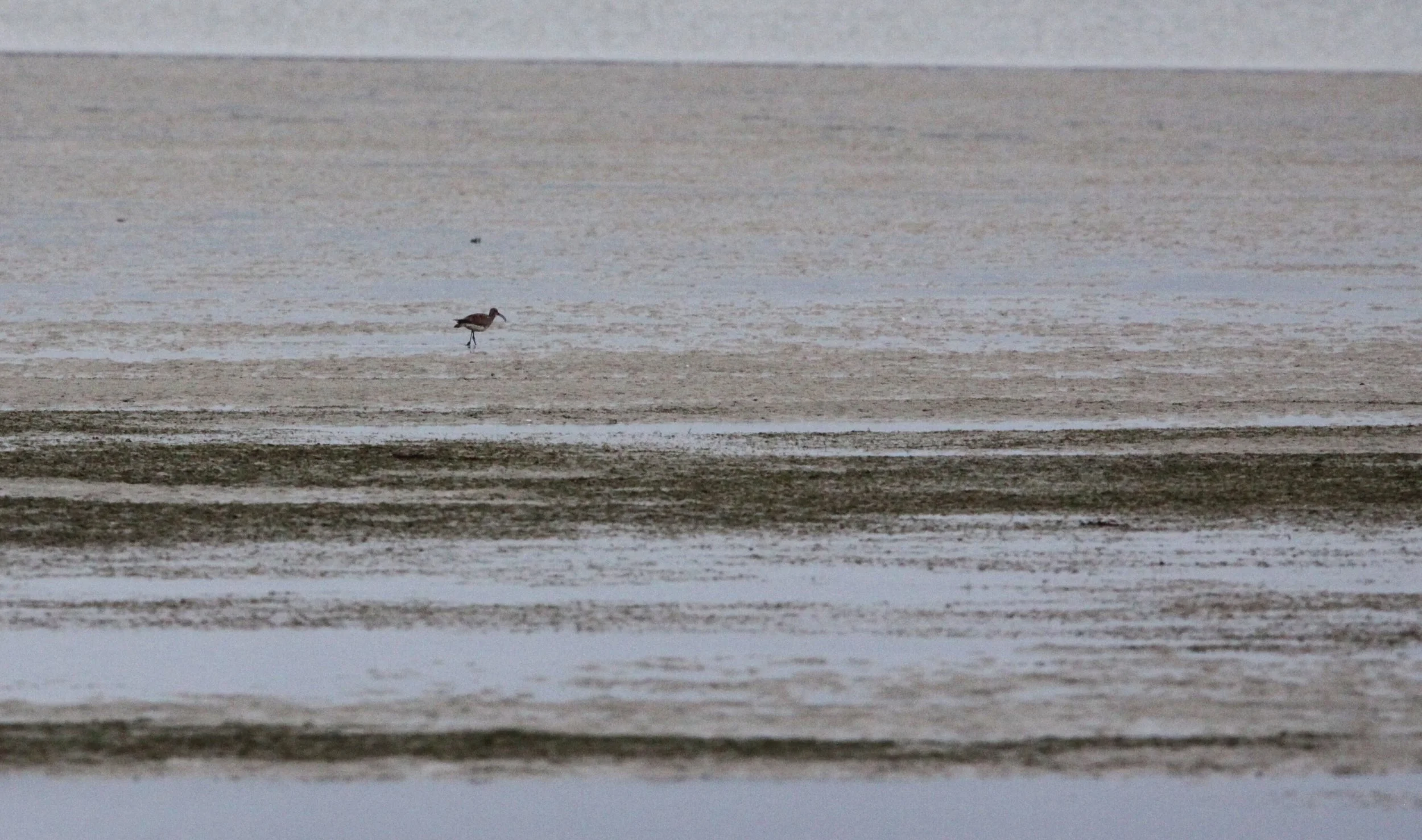 BIRD - WHIMBREL - COMMON WHIMBREL - NUMENIUS PHAEOPUS - ID ONLY - WEST COAST NATIONAL PARK SOUTH AFRICA.JPG