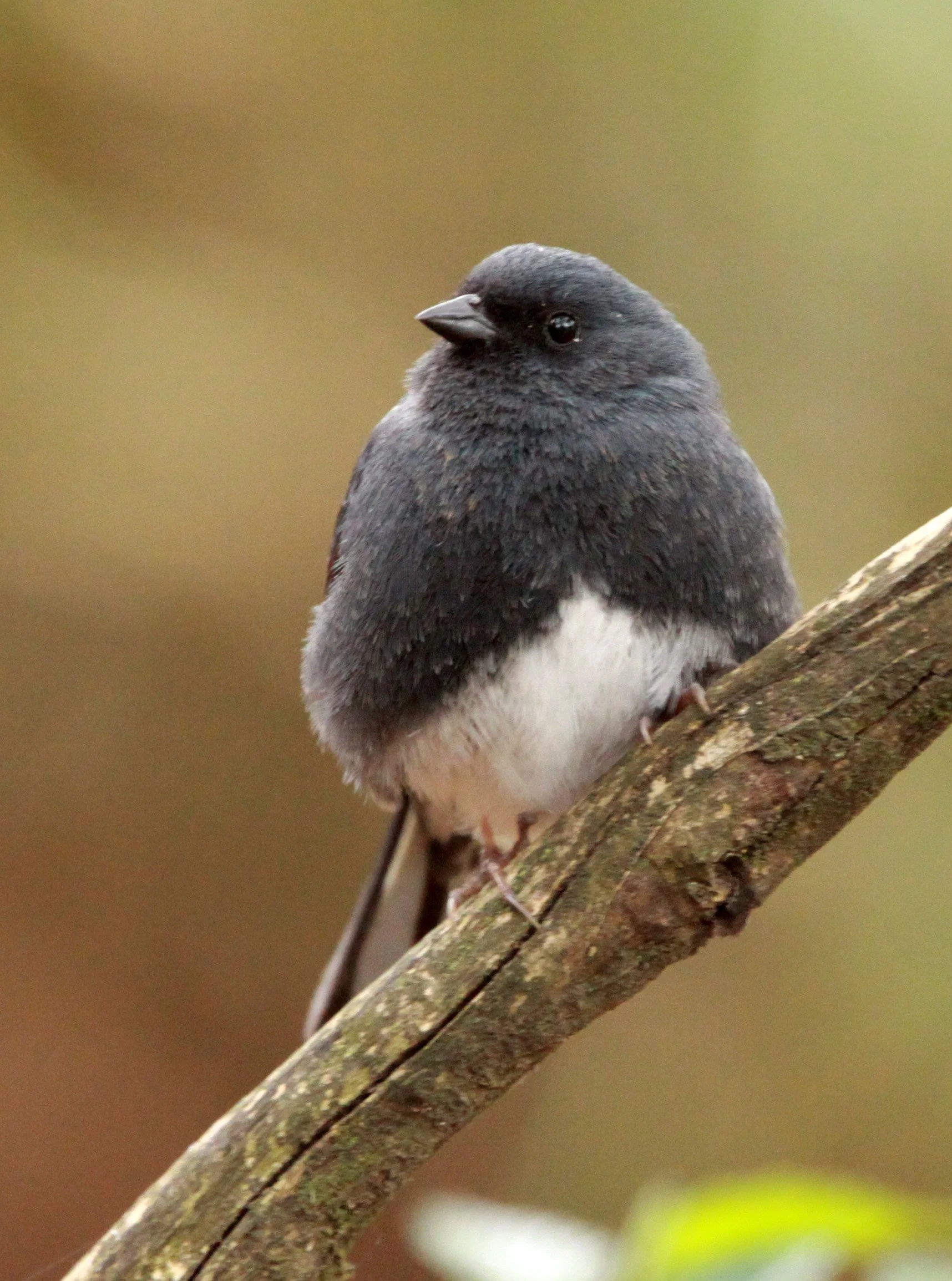 Slaty Bunting (Emberiza siemsseni) Huangshan NP Anhui China (9).JPG