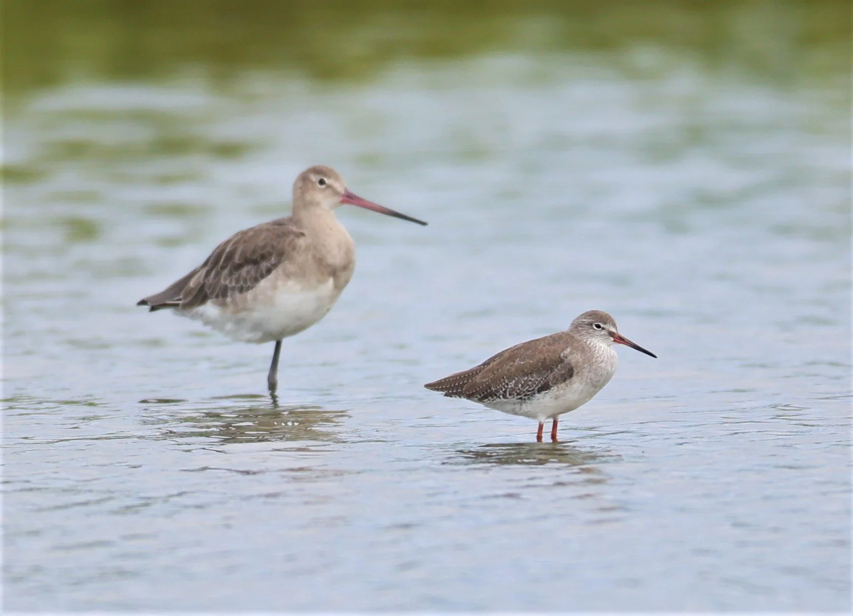 GODWIT - BLACK-TAILED GODWIT - Limosa limosa - WITH COMMON REDSHANK - BANG PAKONG SALT PANS CHACHOENGSAO WEST OF RIVER (16).jpg