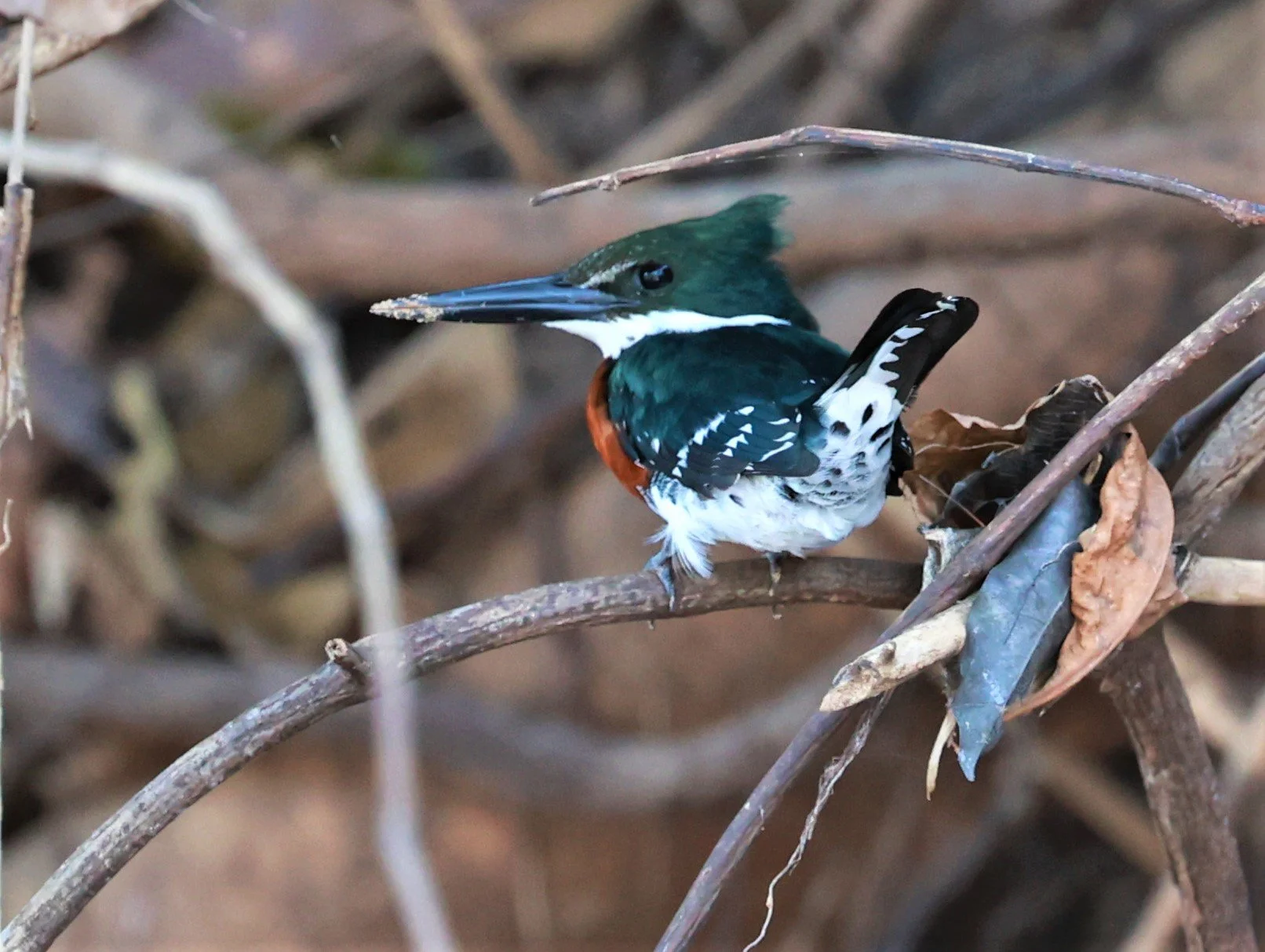 Kingfisher - Green Kingfisher - Chloroceryle americana - Pousada Aguape - Mato Grosso do Sul, Brazil (8).JPG