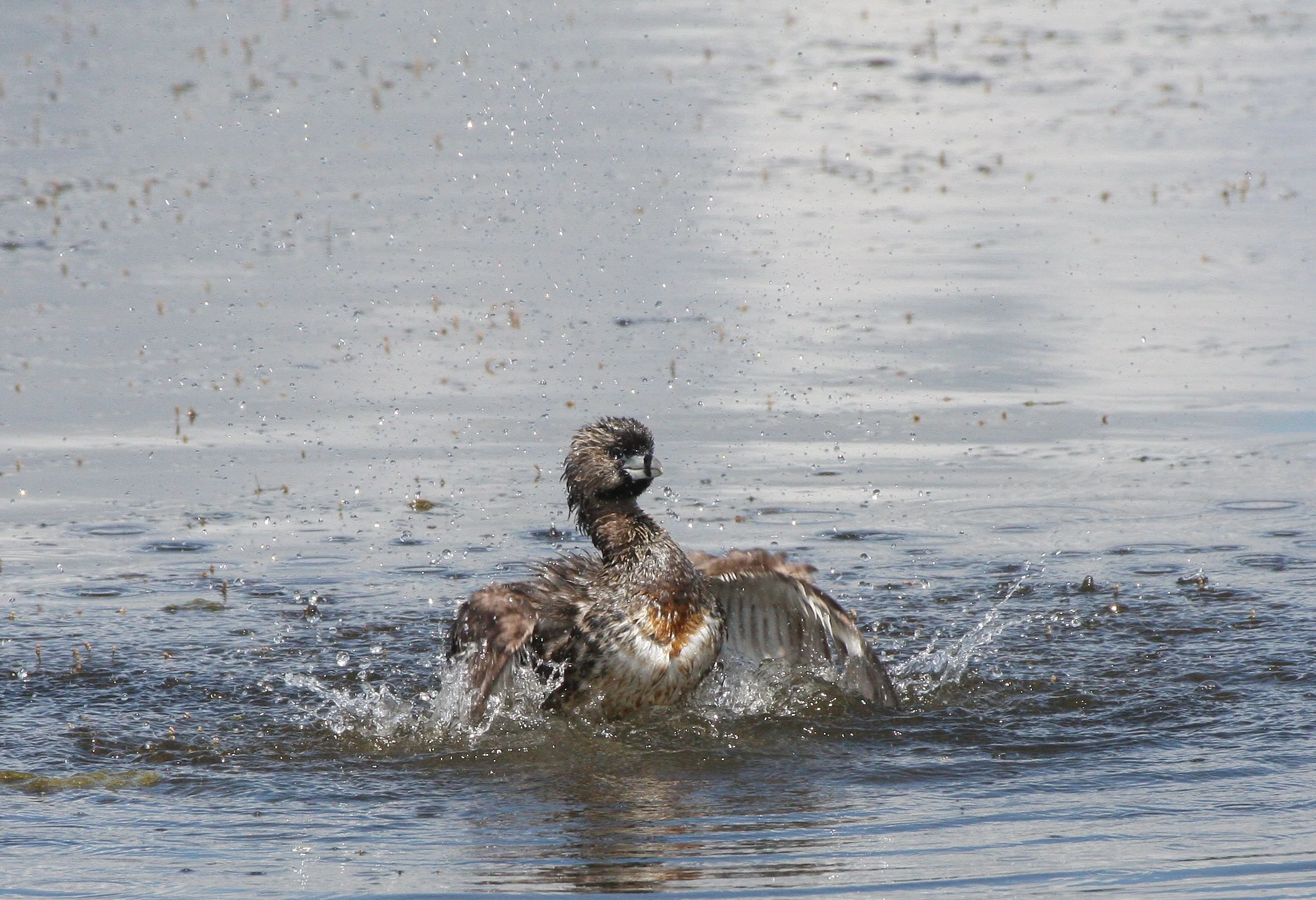 Pied-billed Grebe (Podilymbus podiceps) Ridgefield NWR Washington (35).JPG
