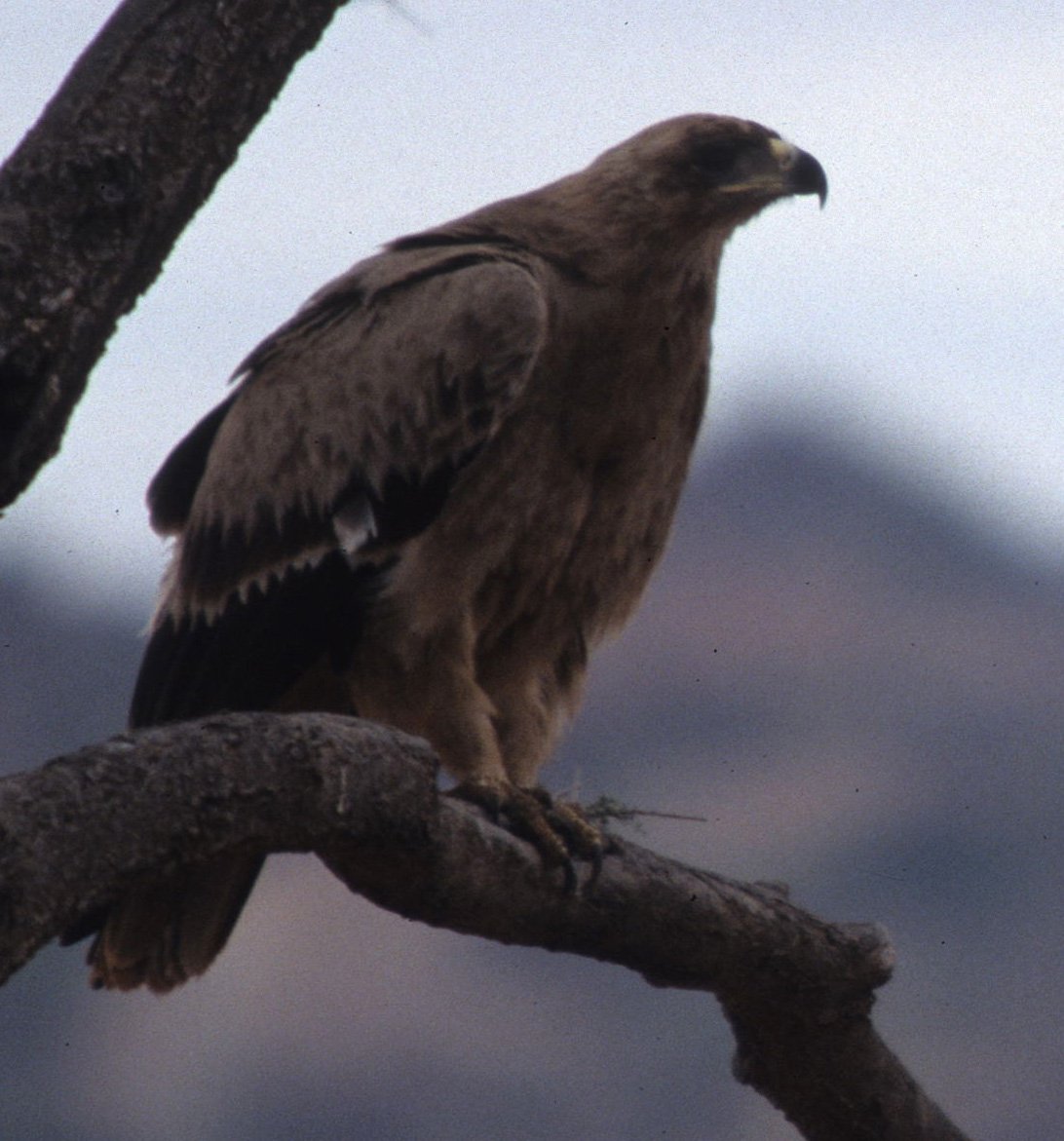 Aquila rapax - TAWNY EAGLE - MASAI MARA scanned slides (4).jpg