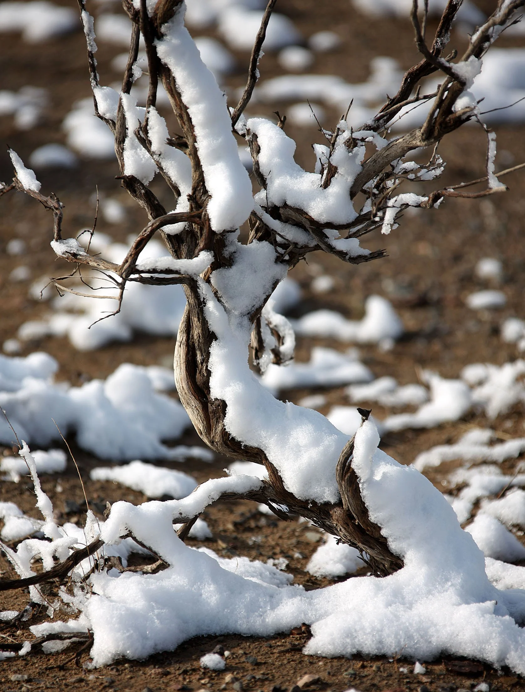 KARAMORI NATIONAL NATURE RESERVE - XINJIANG CHINA (37).JPG