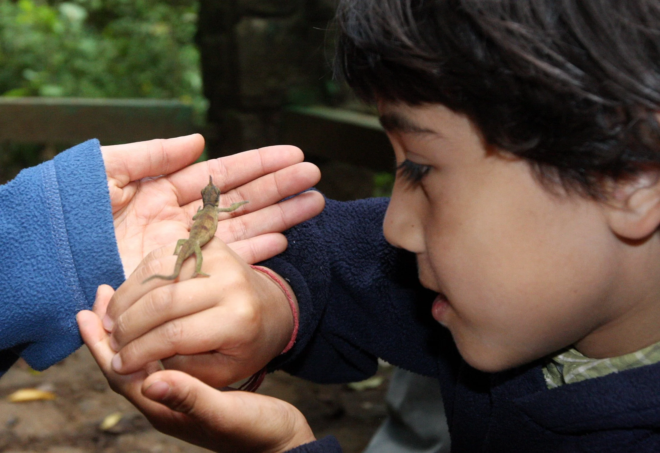 Calumma boettgeri - BOETTGER'S OR BLUE NOSED CHAMELEON - MONTAGNE D'AMBRE NATIONAL PARK (14).JPG