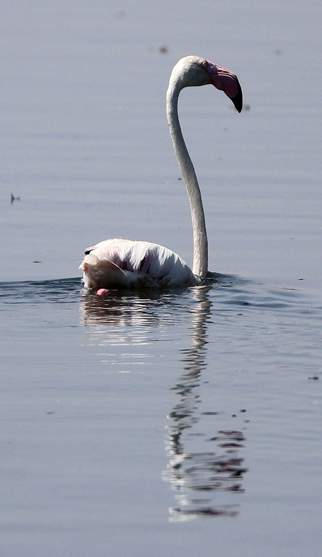 Phoenicopterus roseus - Greater Flamingo - Laguna Dulce Spain (10).JPG