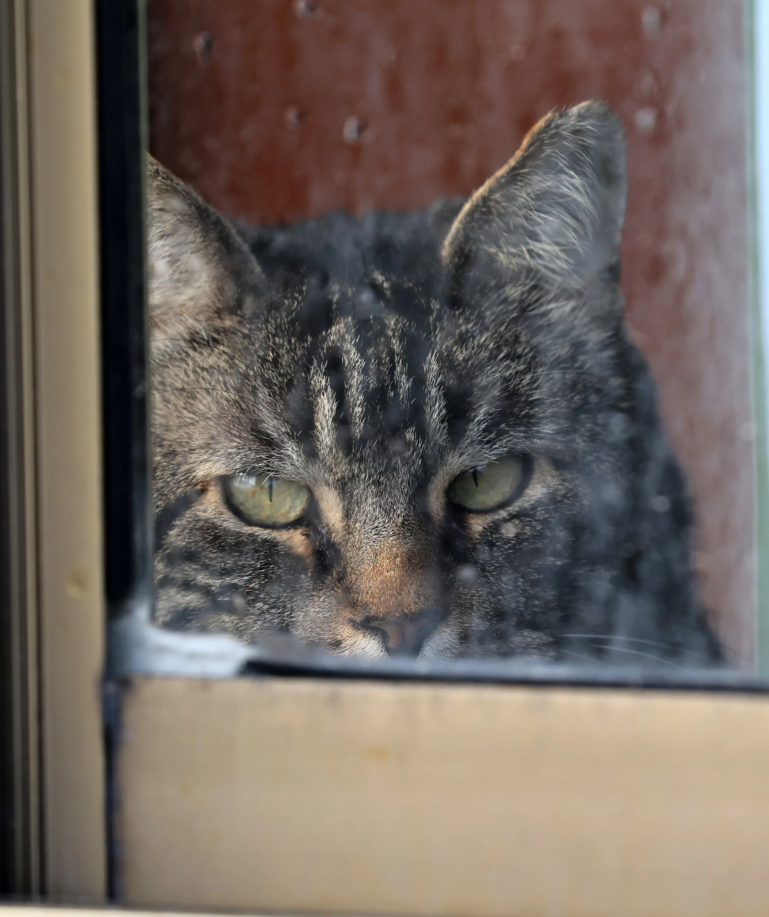 Angry cat!