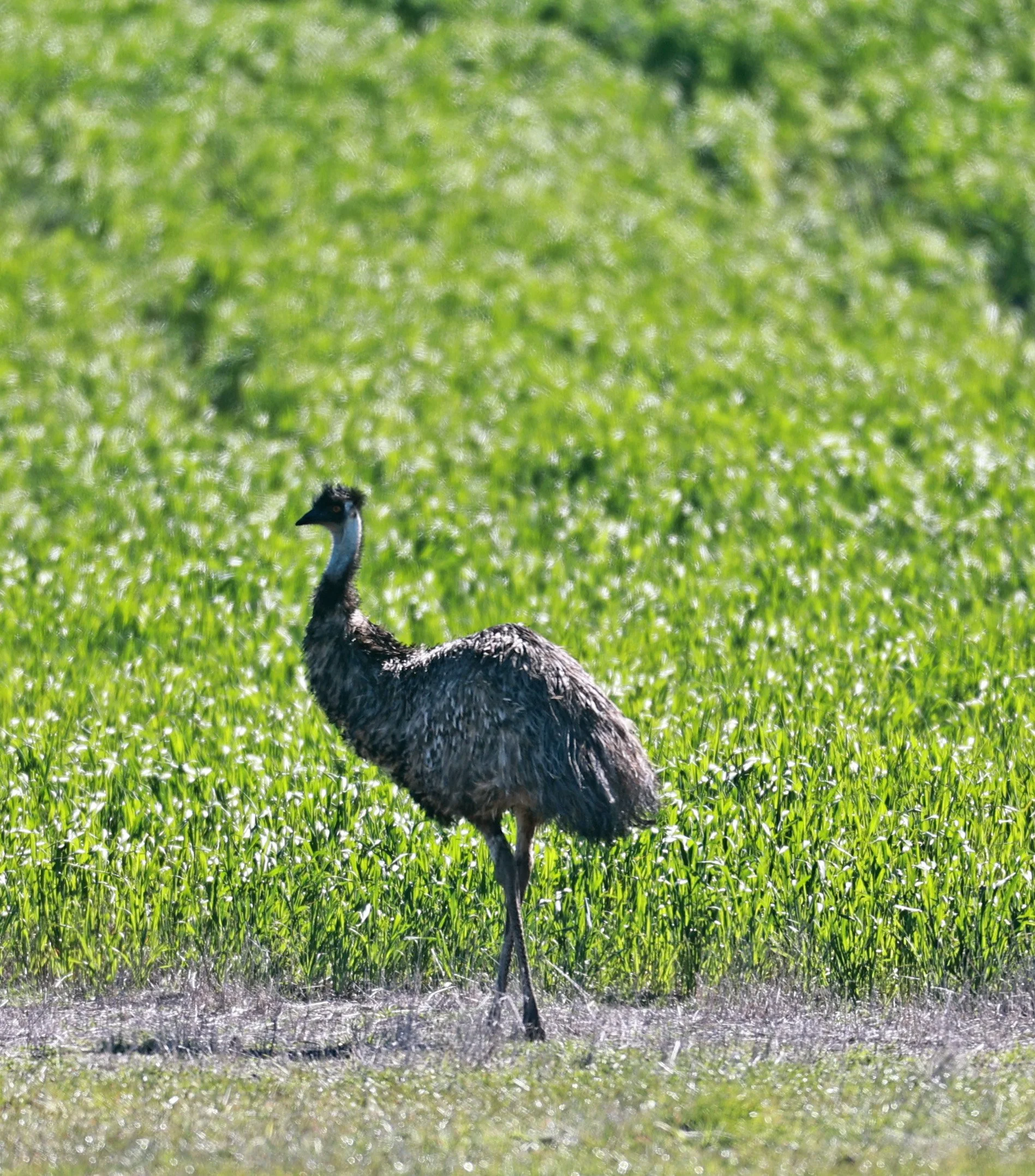 Emu (Dromaius novaehollandiae) Stirling Range NP - Western Australia (16).jpg