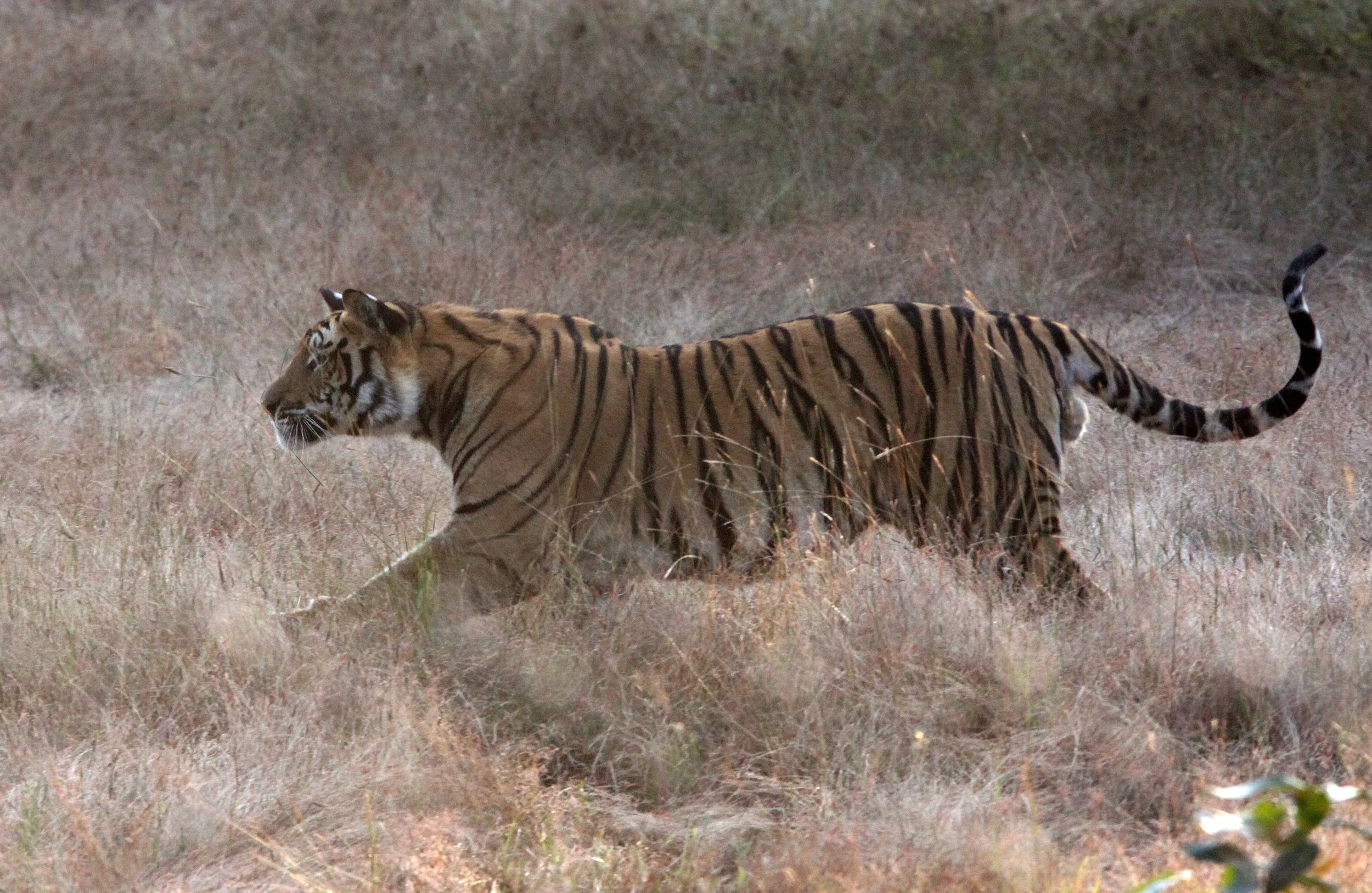 Panthera tigris tigris - BENGAL TIGER - BANDHAVGAR NATIONAL PARK MADHYA PRADESH INDIA (24).JPG