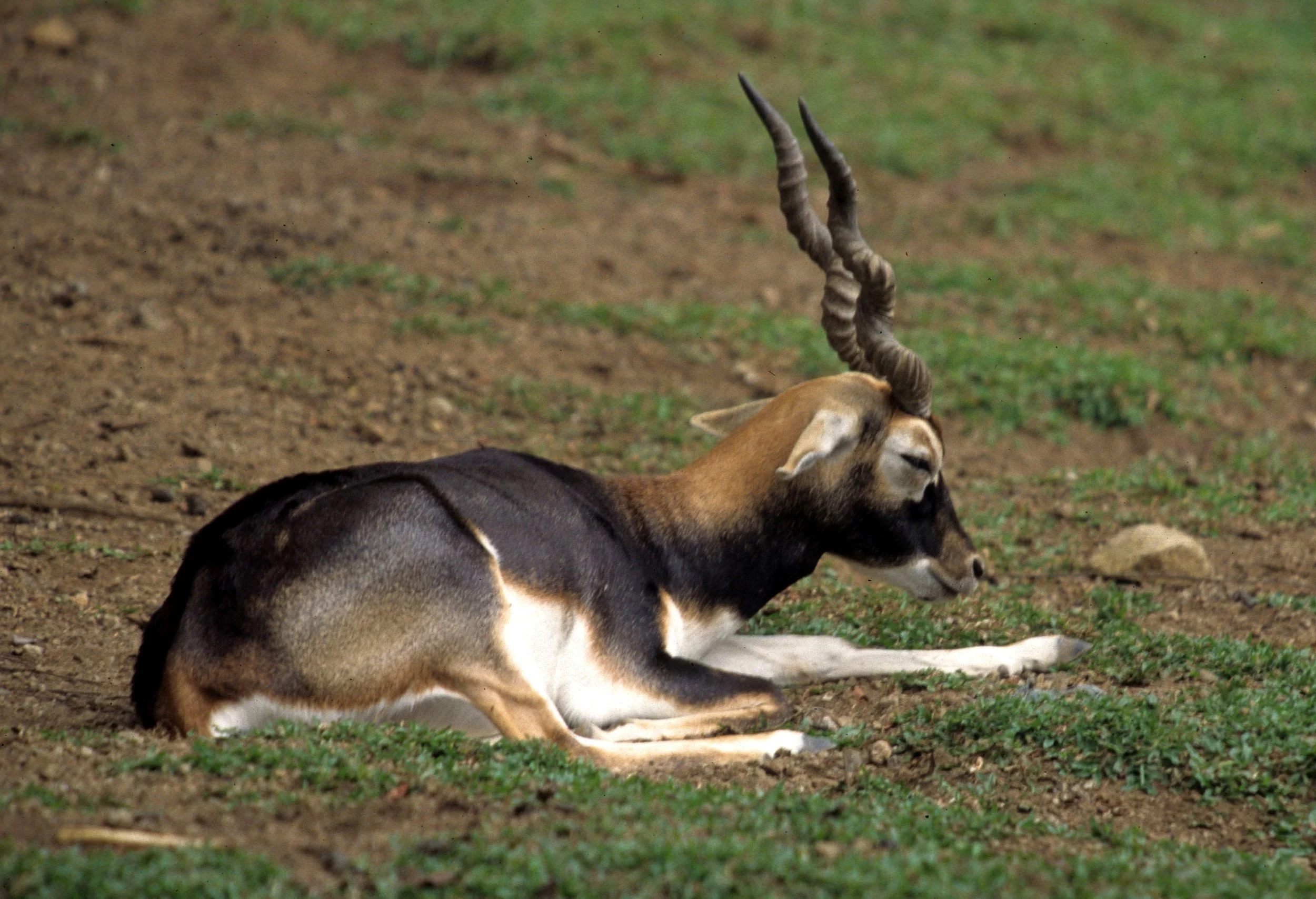 BOVID - BLACKBUCK - INDIA.jpg