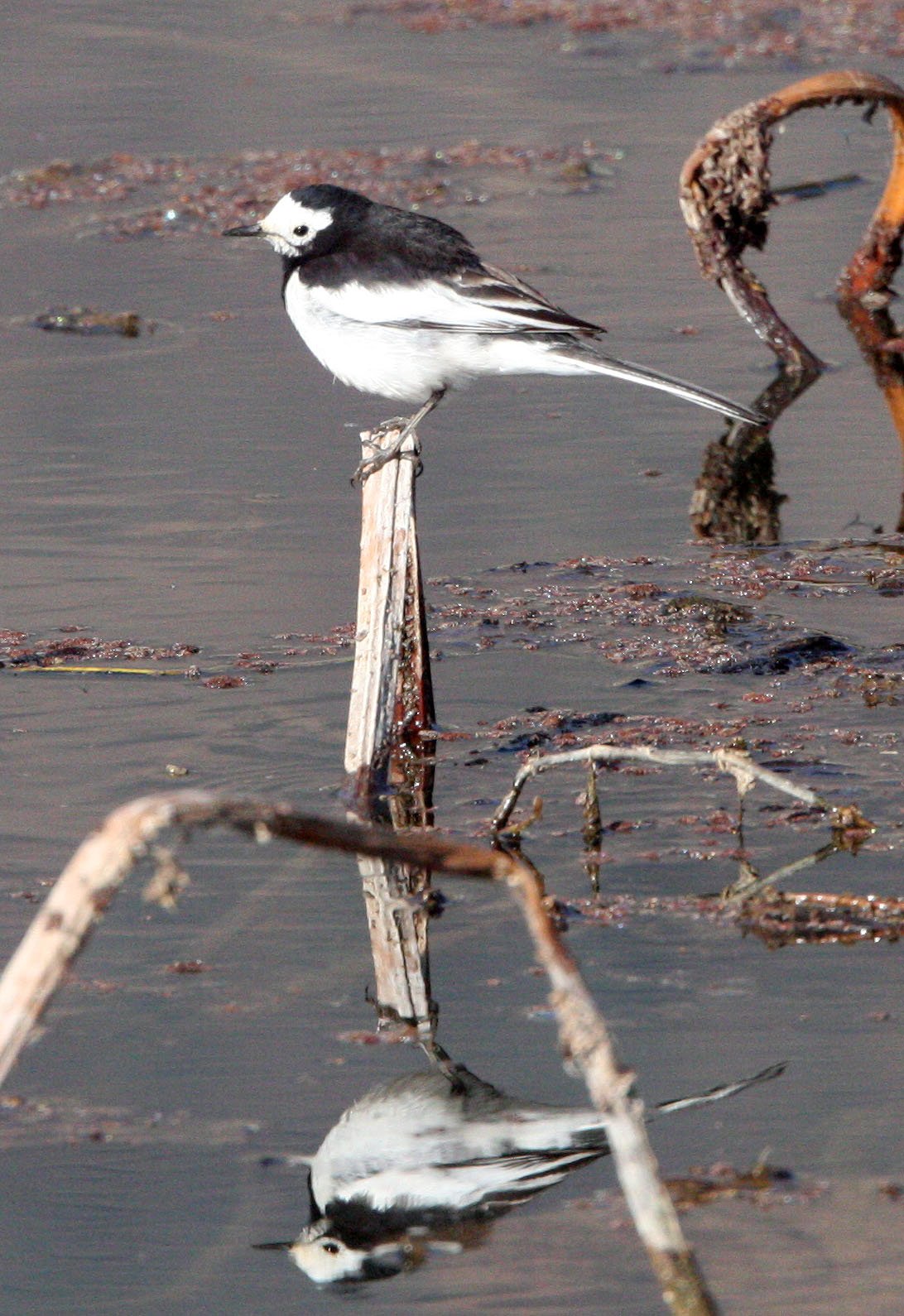 WHITE WAGTAIL - WETLANDS NEAR ERHAI LAKE DALI YUNNAN CHINA (7).JPG