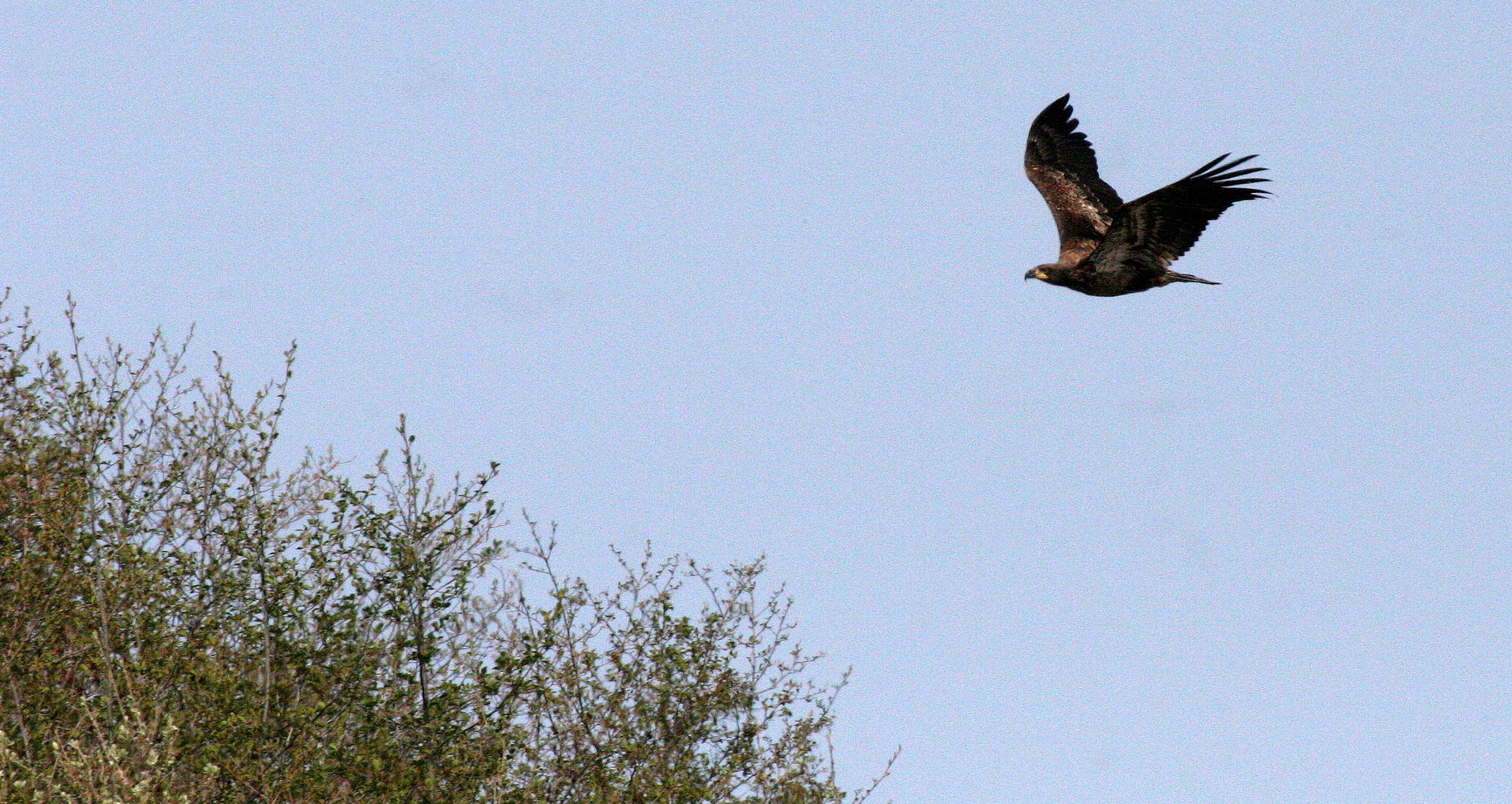 Haliaeetus leucocephalus - AMERICAN BALD EAGLE - ELWHA RIVER MOUTH WASHINGTON (84).JPG
