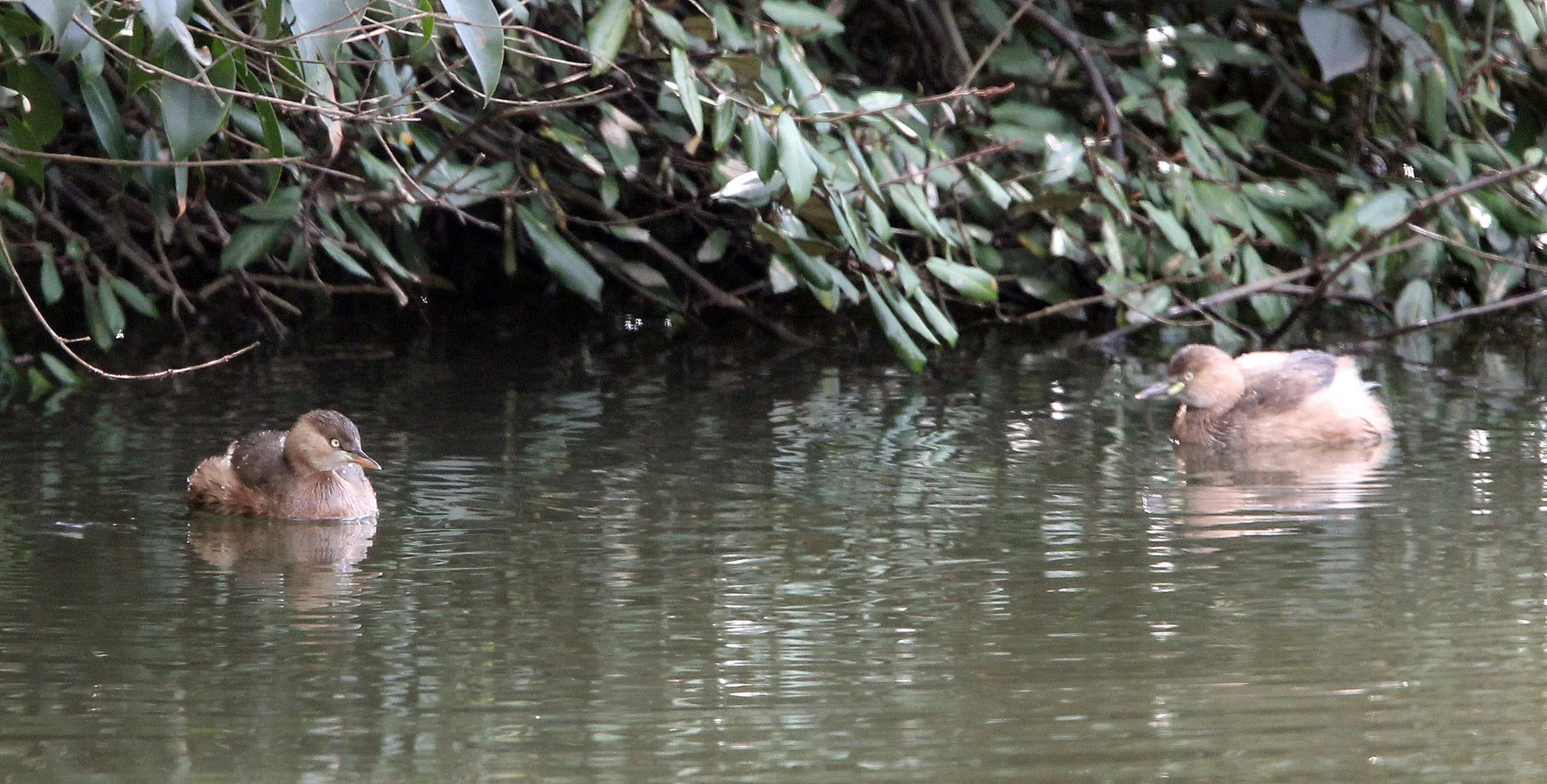 Little Grebe (Tachybaptus ruficollis) Binjiang Forest Park Shanghai (8).JPG