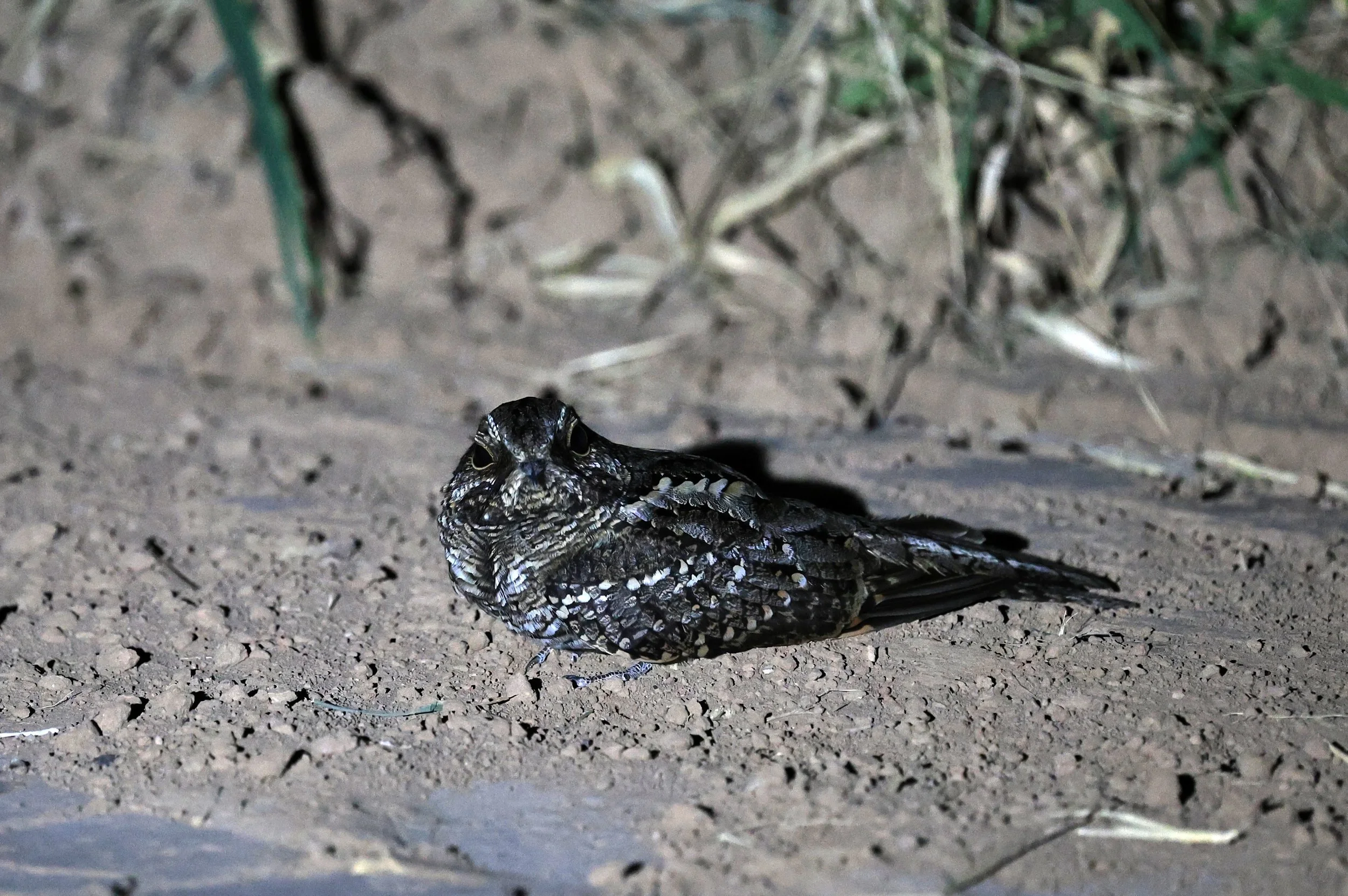 Scissor-tailed Nightjar (Hydropsalis torquata) female - Fortin Toledo Paraguay (15).jpg