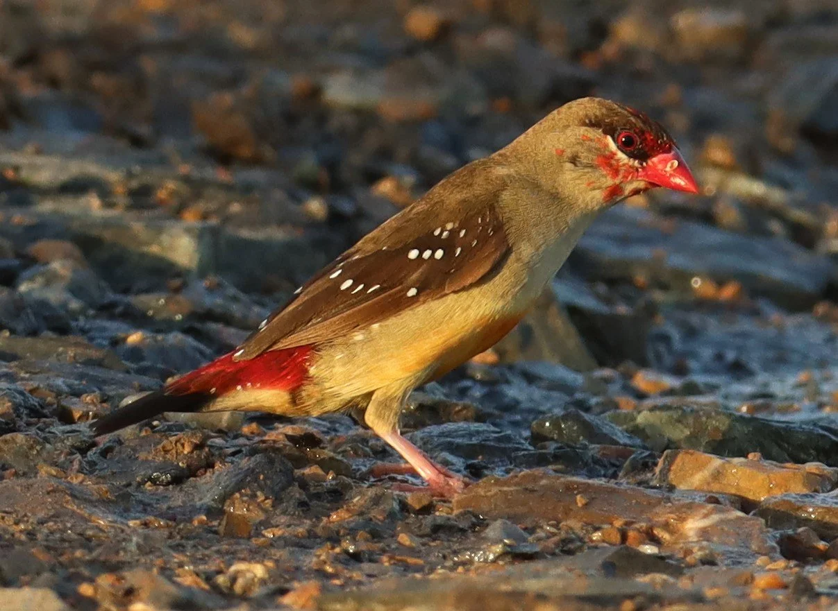RED AVADAVAT - Amandava amandava - LAT KRABANG RICE FIELDS AT THAP YAO (100).jpg