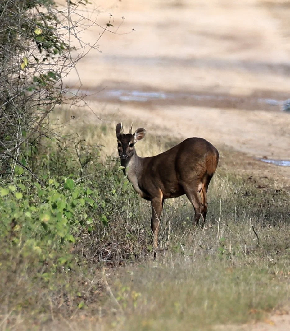 Southern Brown Brocket (Subulo gouazoubira) Selva Serena Natural Reserve (9).jpg
