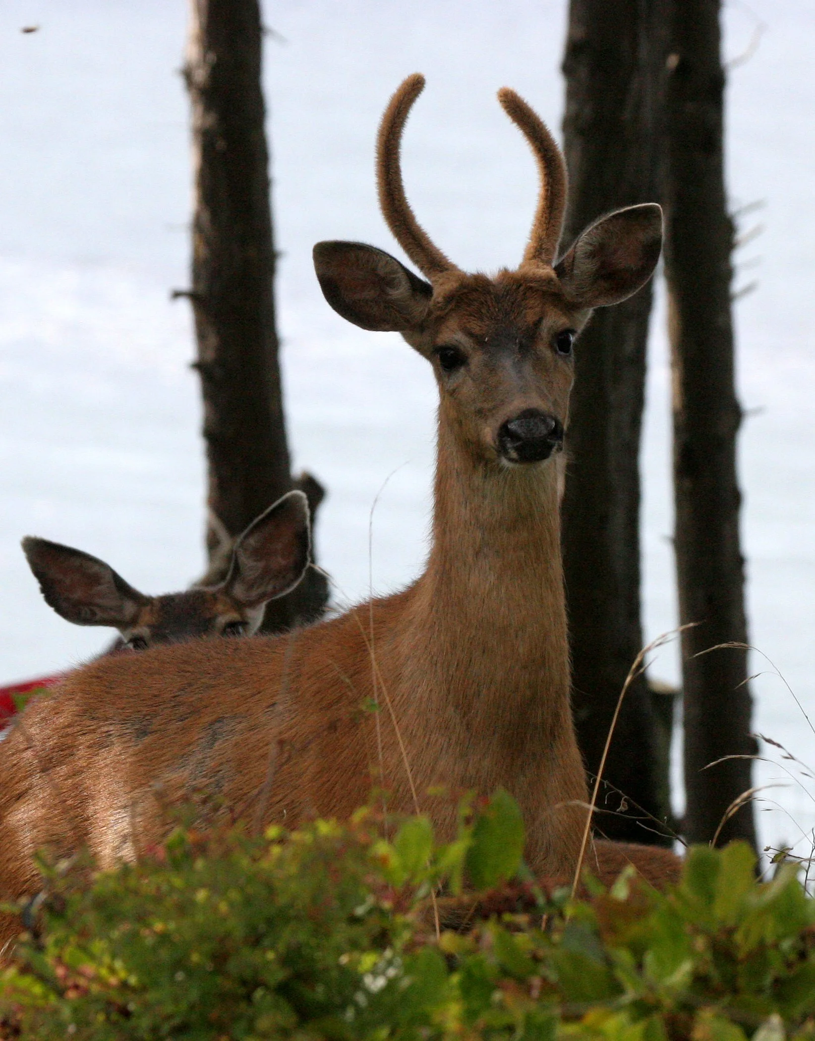 CERVID - DEER - COLUMBIA BLACK-TAILED DEER - LAKEFARM WASHINGTON (18).JPG