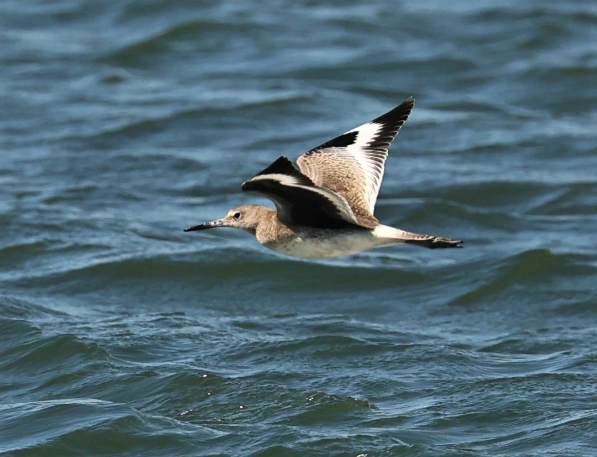Tringa semipalmata - WILLET - ELKHORN SLOUGH MOSS LANDING CALIFORNIA AUGUST 2022 (4).jpg
