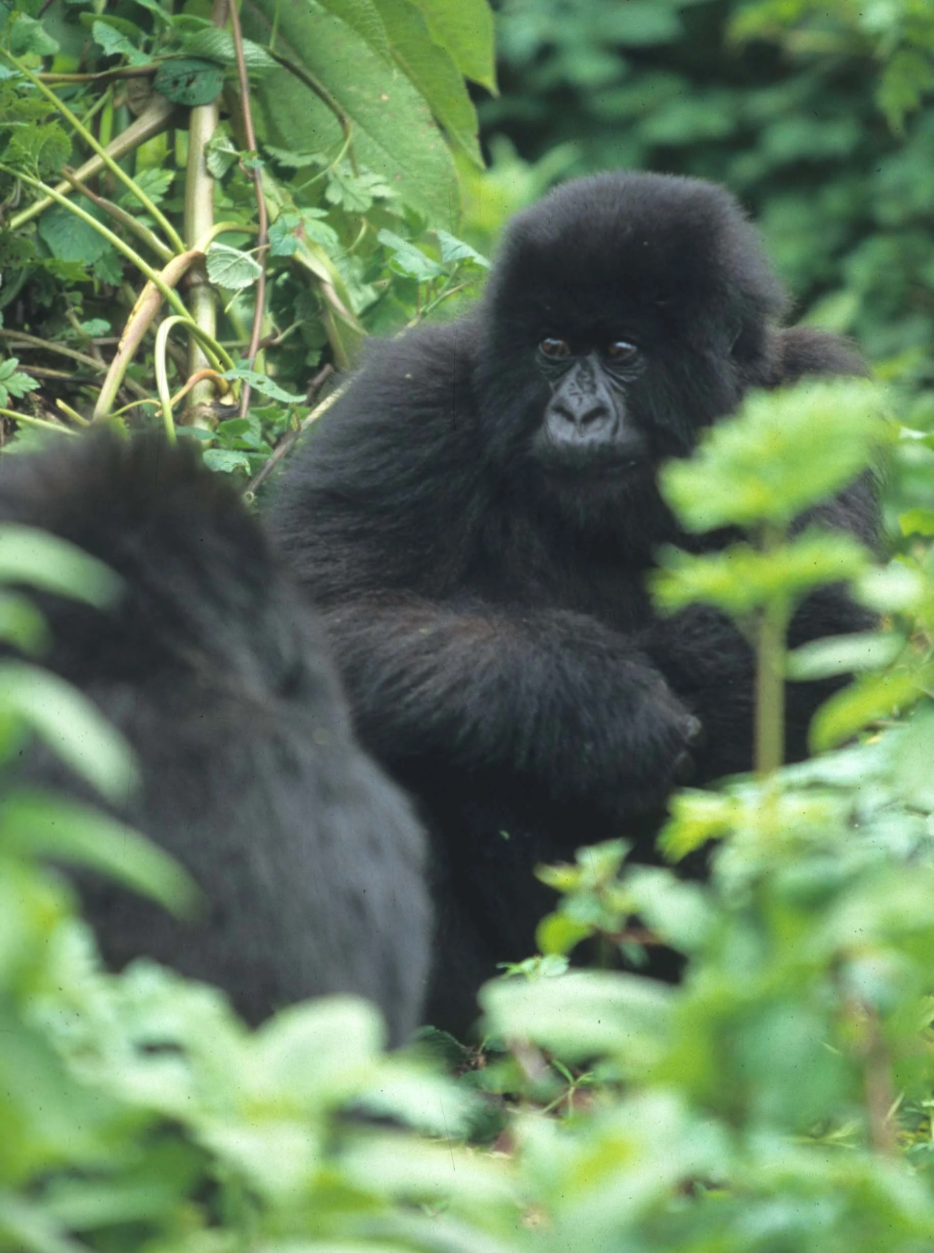 PRIMATE - GORILLA-RWANDA PARC DU VULCANS (94).jpg