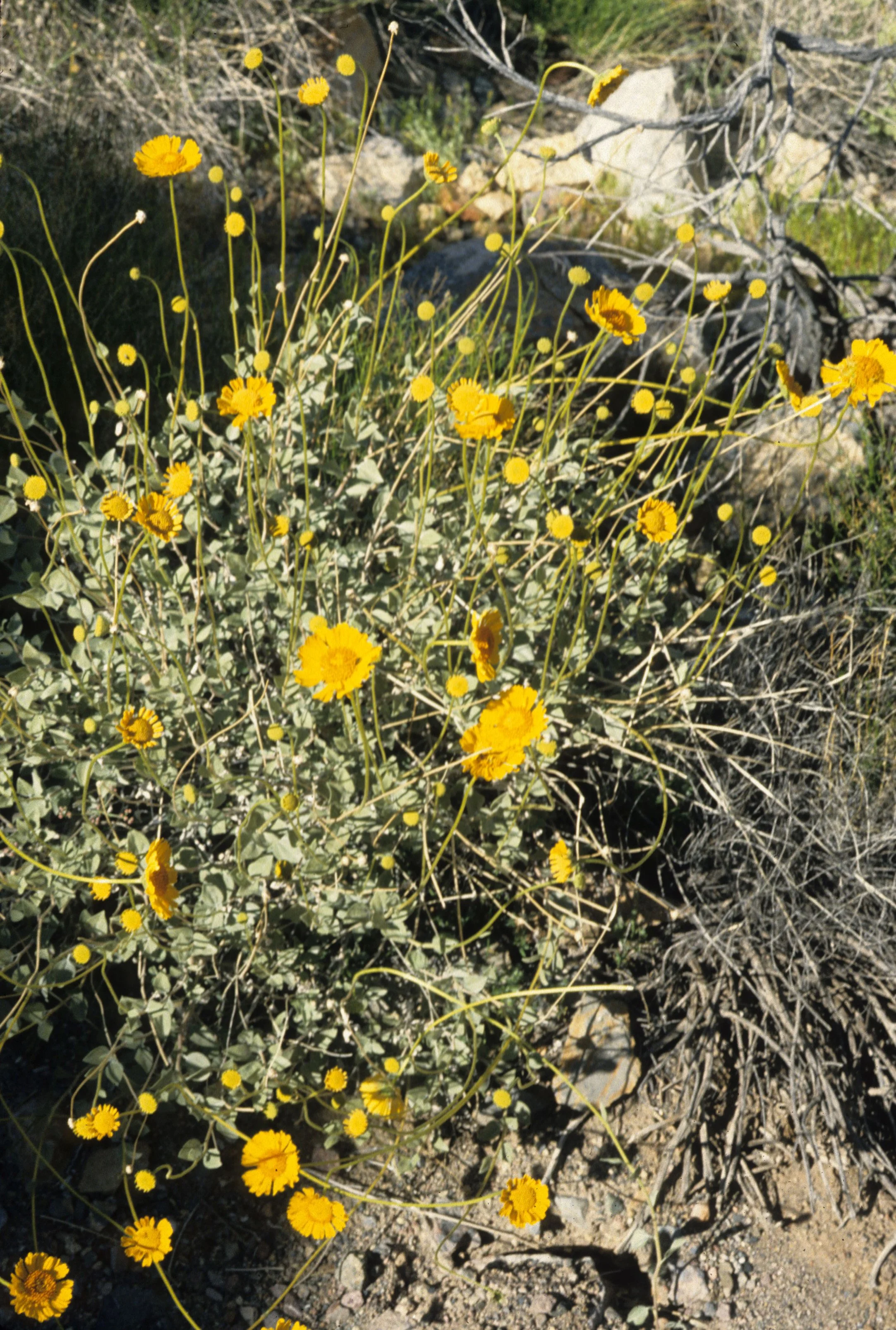 DEATH VALLEY - ENCELIA FARINOSA - WHITE BRITTLEBUSH.jpg