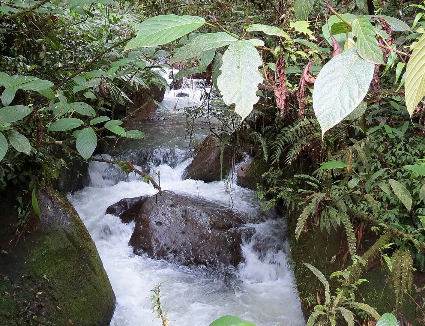 HALIMUN  NATIONAL PARK - JAVA BARAT INDONESIA (23).JPG