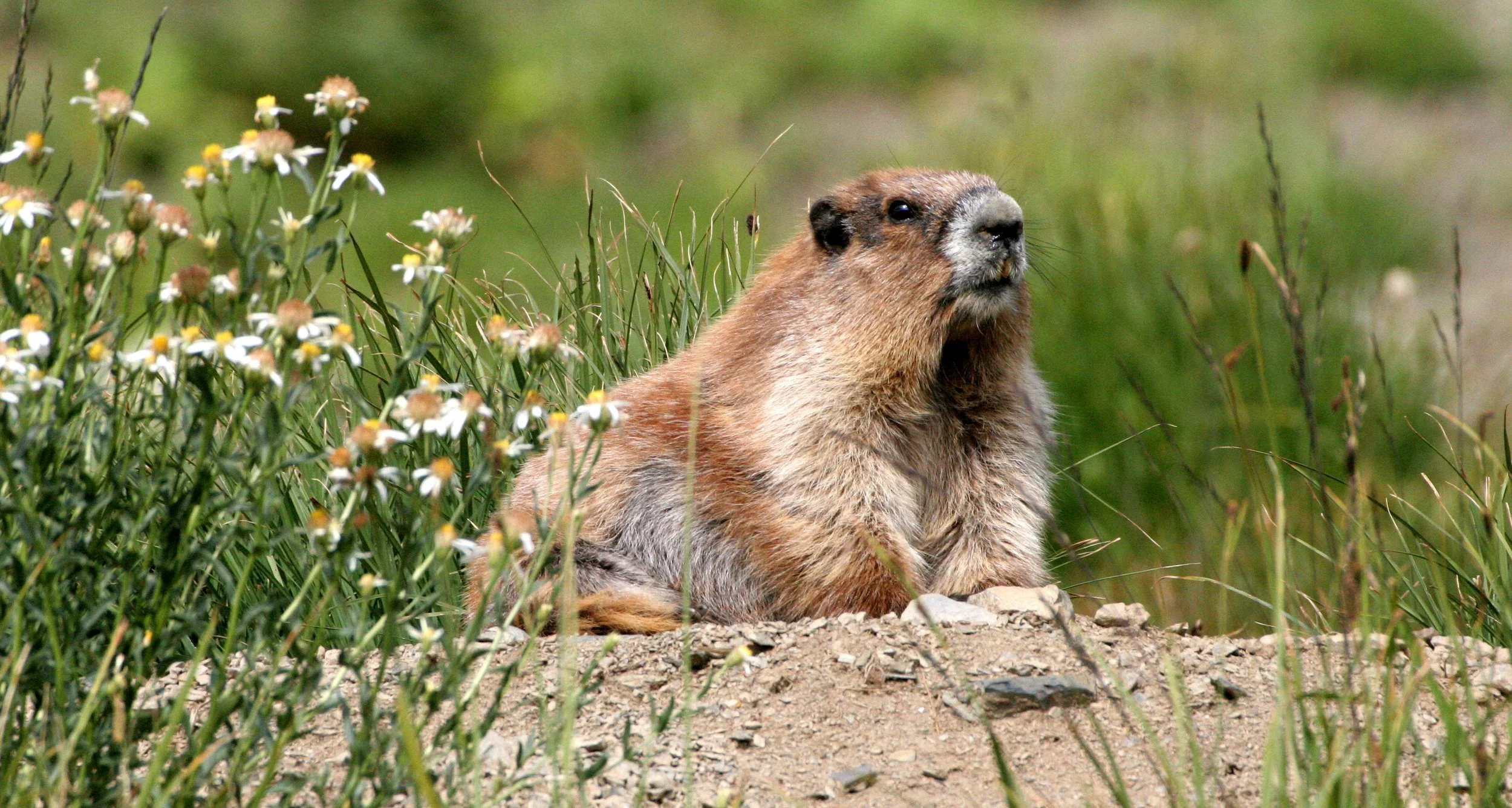 RODENT - MARMOT - OLYMPIC MARMOT - OLYMPIC NATIONAL PARK (33).JPG