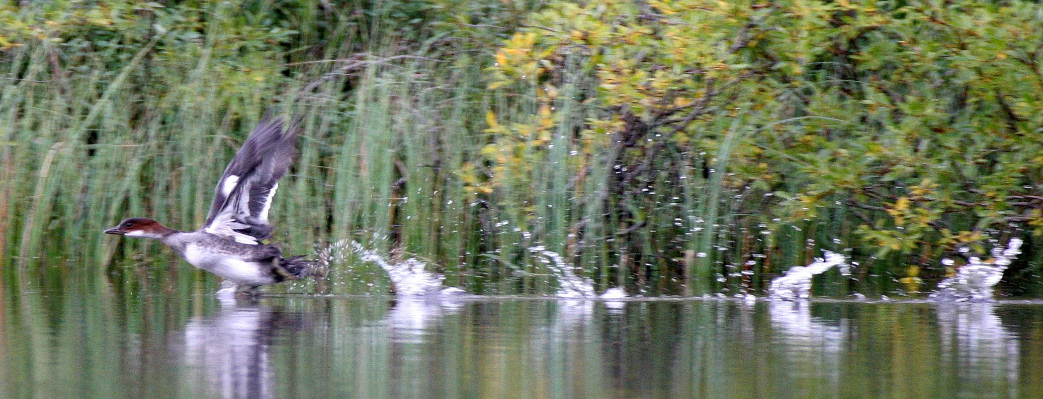 SMEW - Mergellus albellus - LEMMONJOKI NATIONAL PARK FINLAND (7).jpg