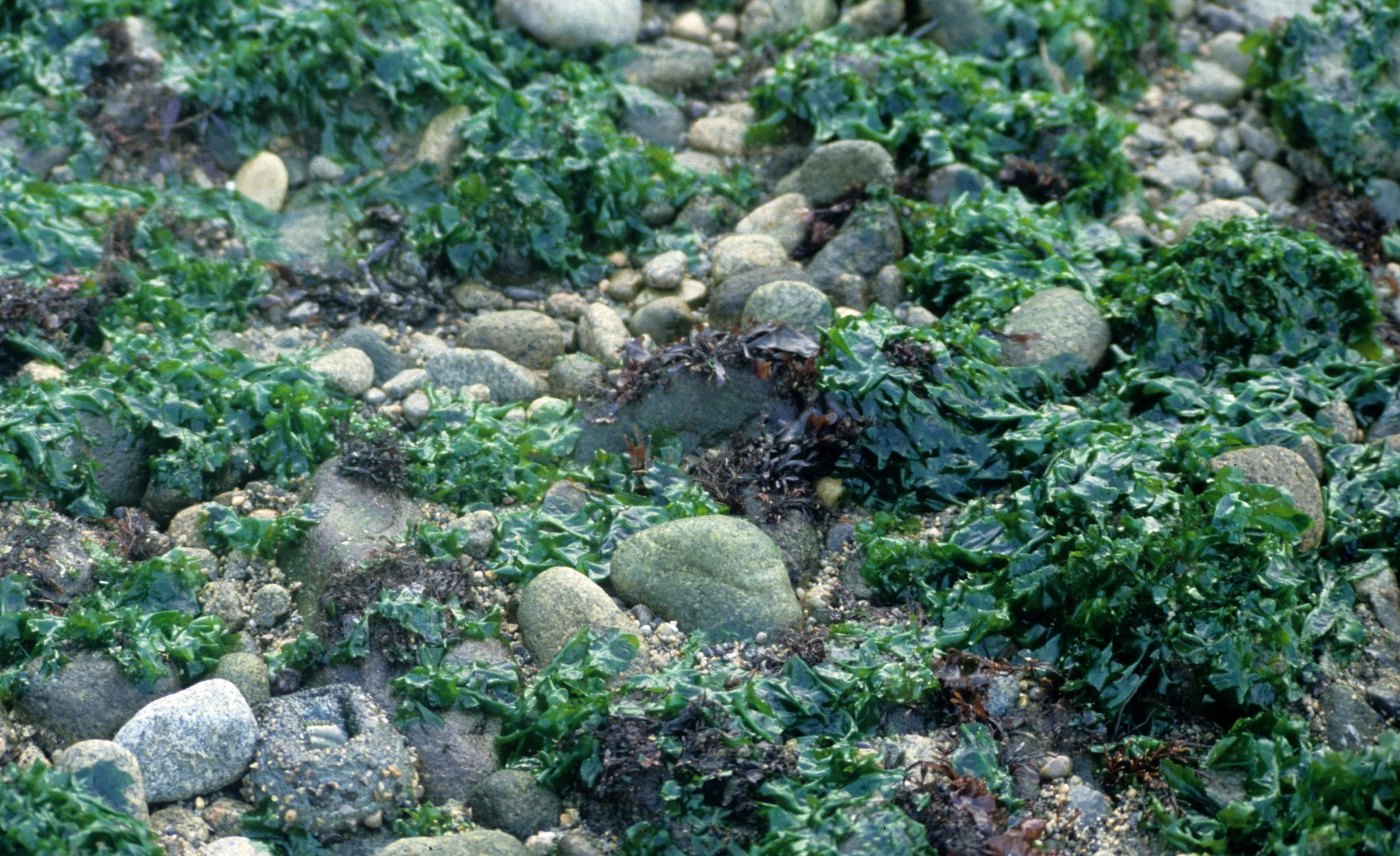 CALIFORNIA - POINT REYES - ULVA SPECIES - SEA LETTUCE.jpg